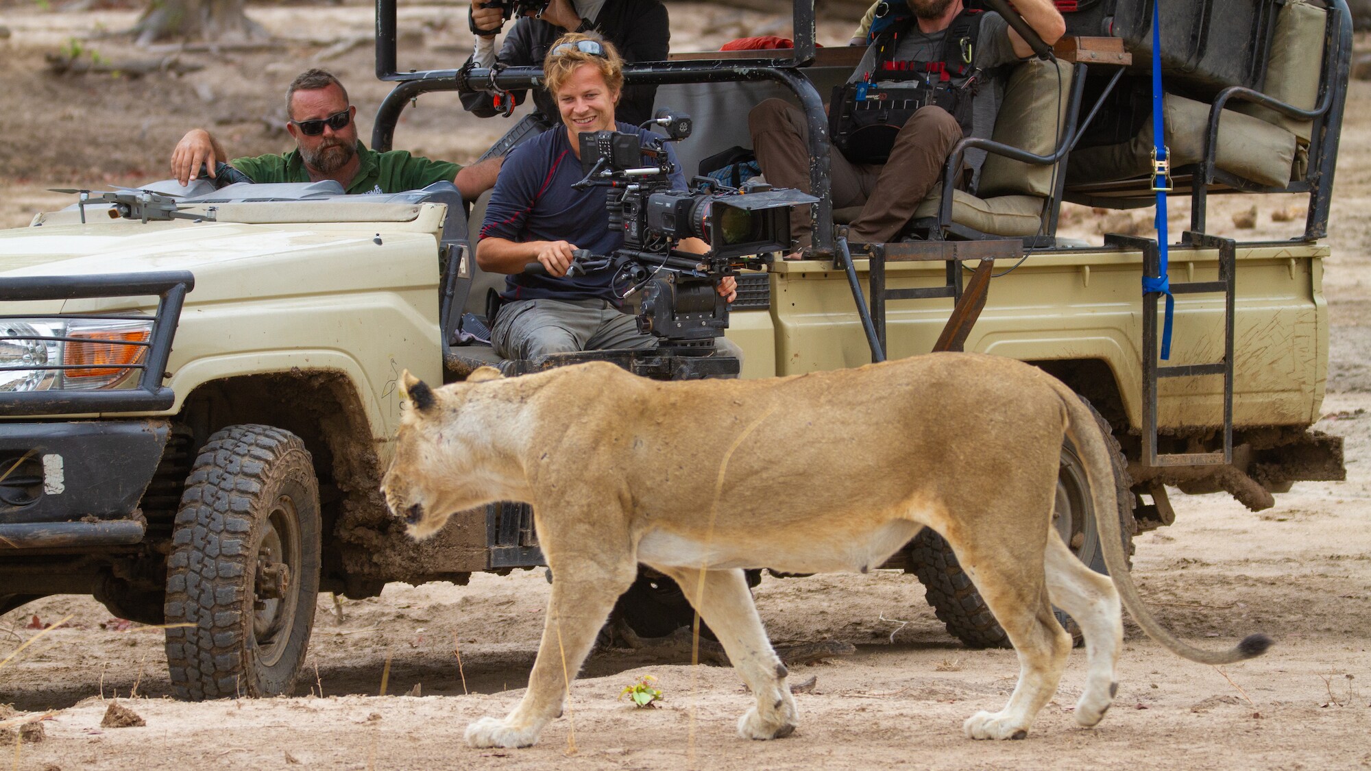 A lion from the Mwamba pride walks closely past Bertie's filming vehicle. (Credit: National Geographic for Disney+/Samson Moyo)