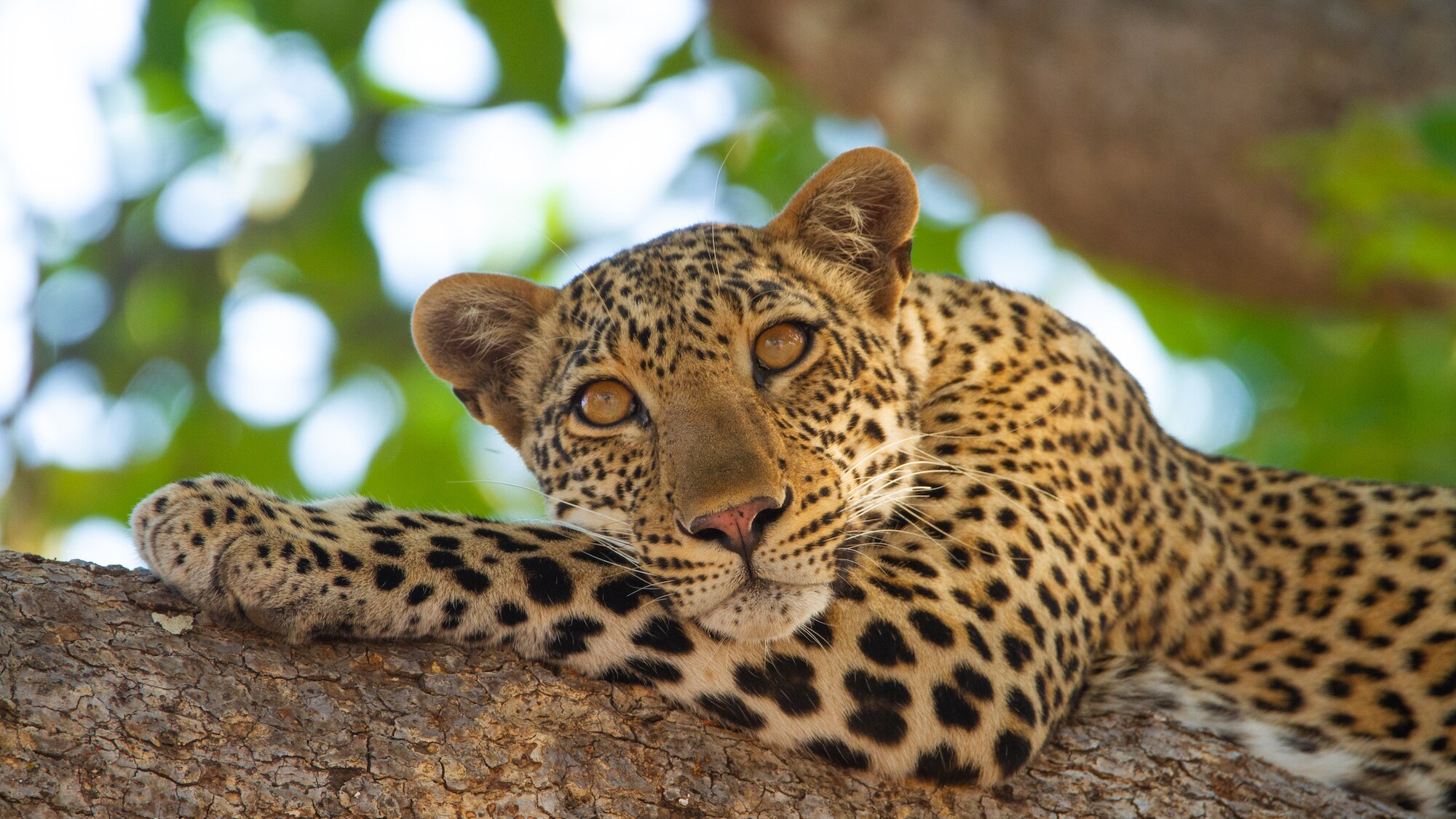 The Luangwa valley is often referred to as 'valley of the leopards'. They can often be found resting in the heat of the day under sausage trees. (Credit: National Geographic/Samson Moyo for Disney+)