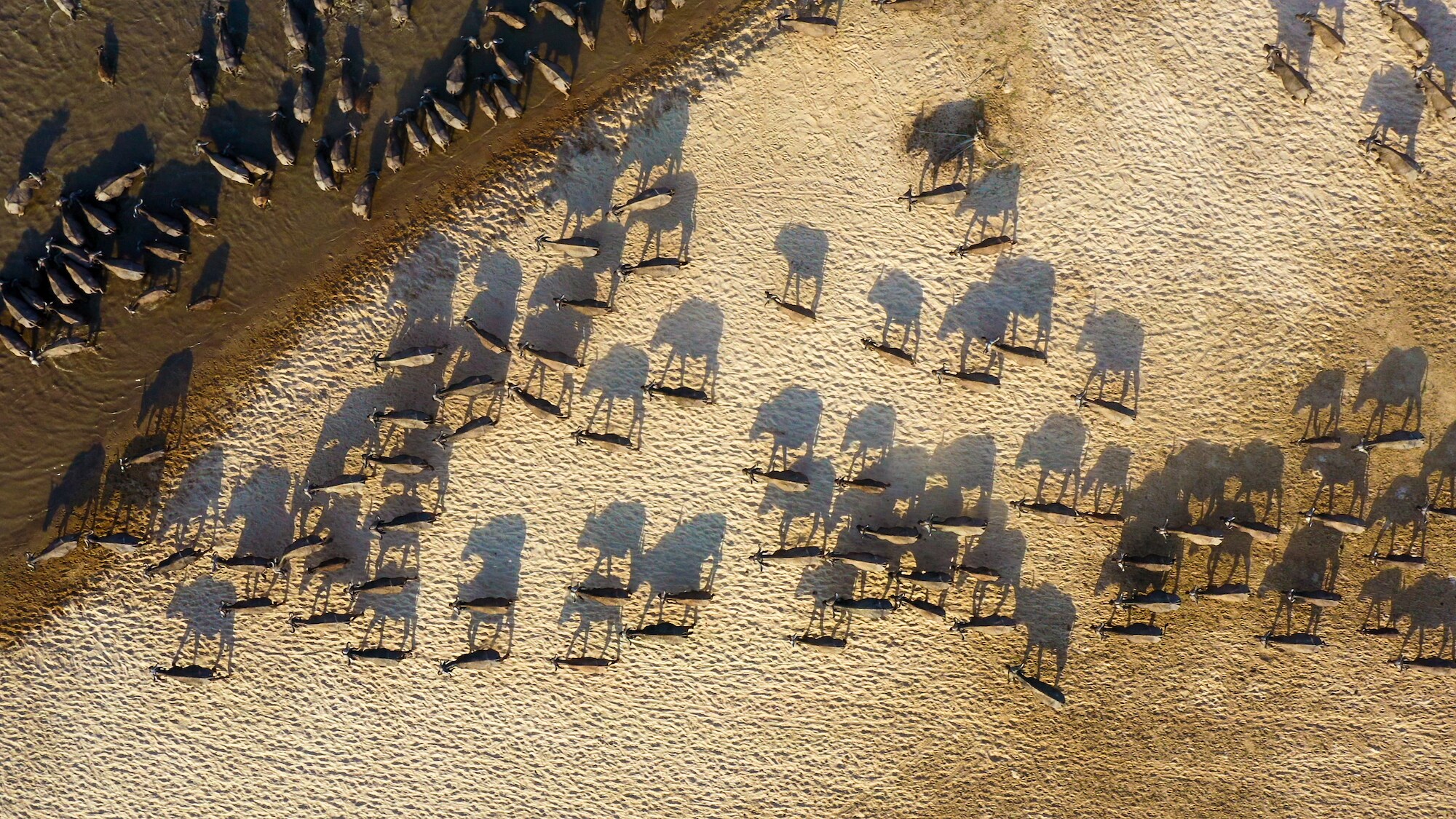 A herd of buffalo walking towards river. (Credit: National Geographic/Bertie Gregory for Disney+)