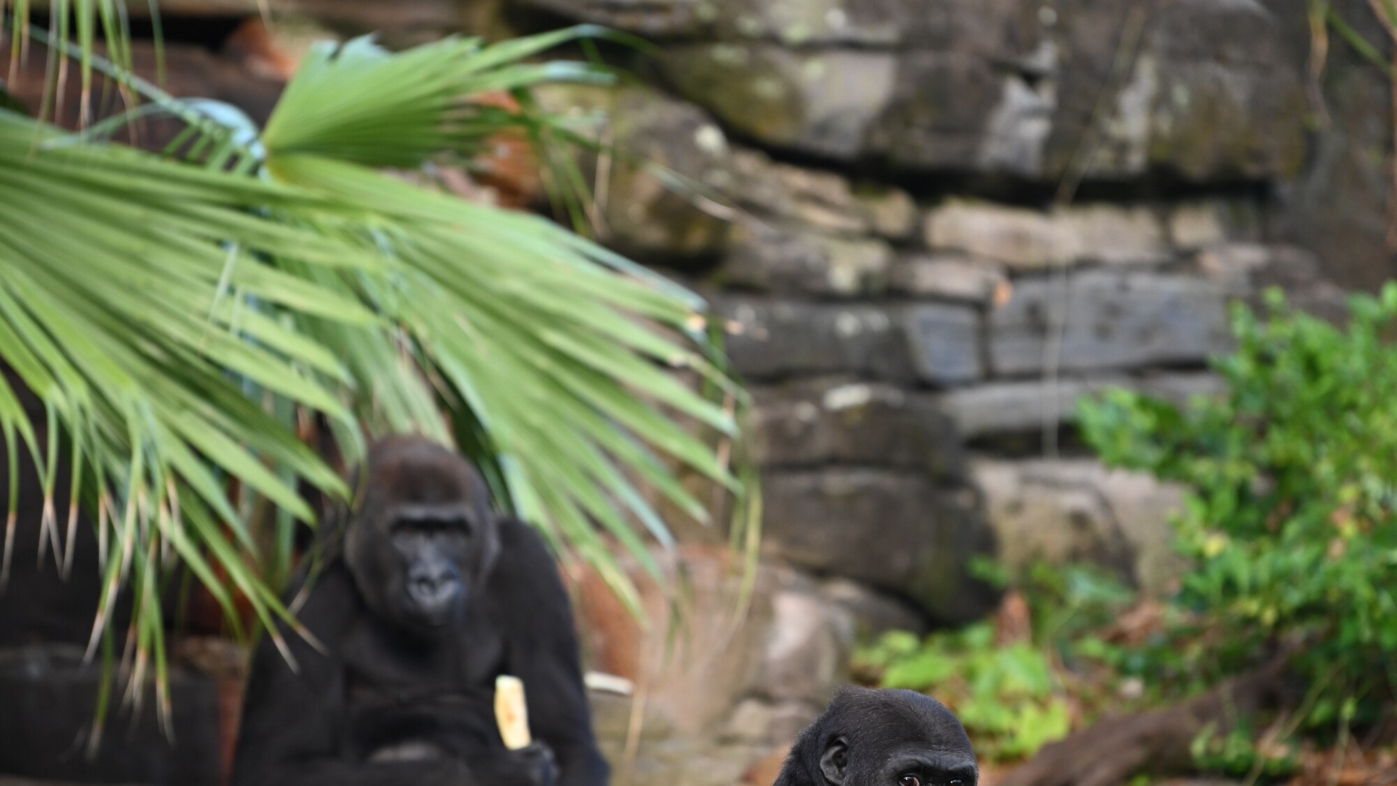 Lilly and Cory the Gorillas eating. (National Geographic/Gene Page)