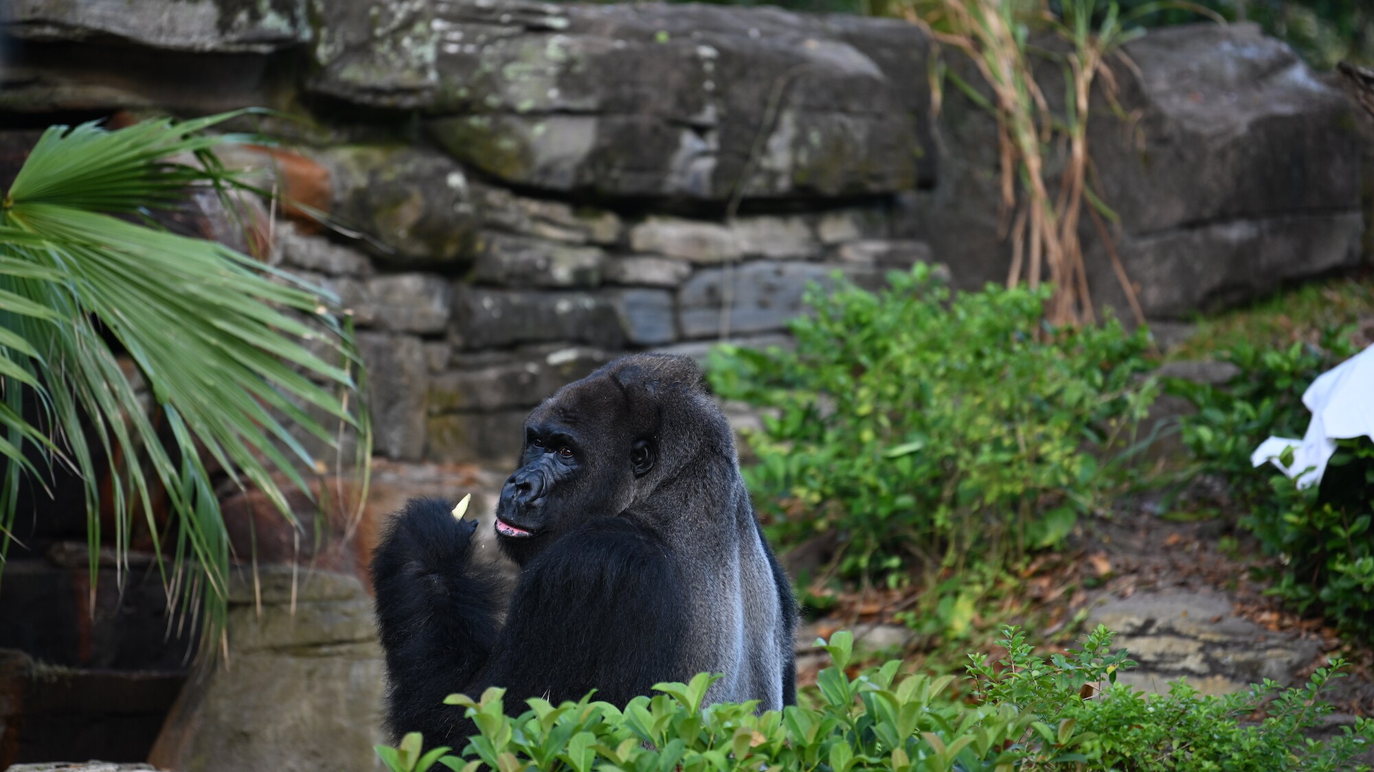 Gino the Gorilla eating. (National Geographic/Gene Page)