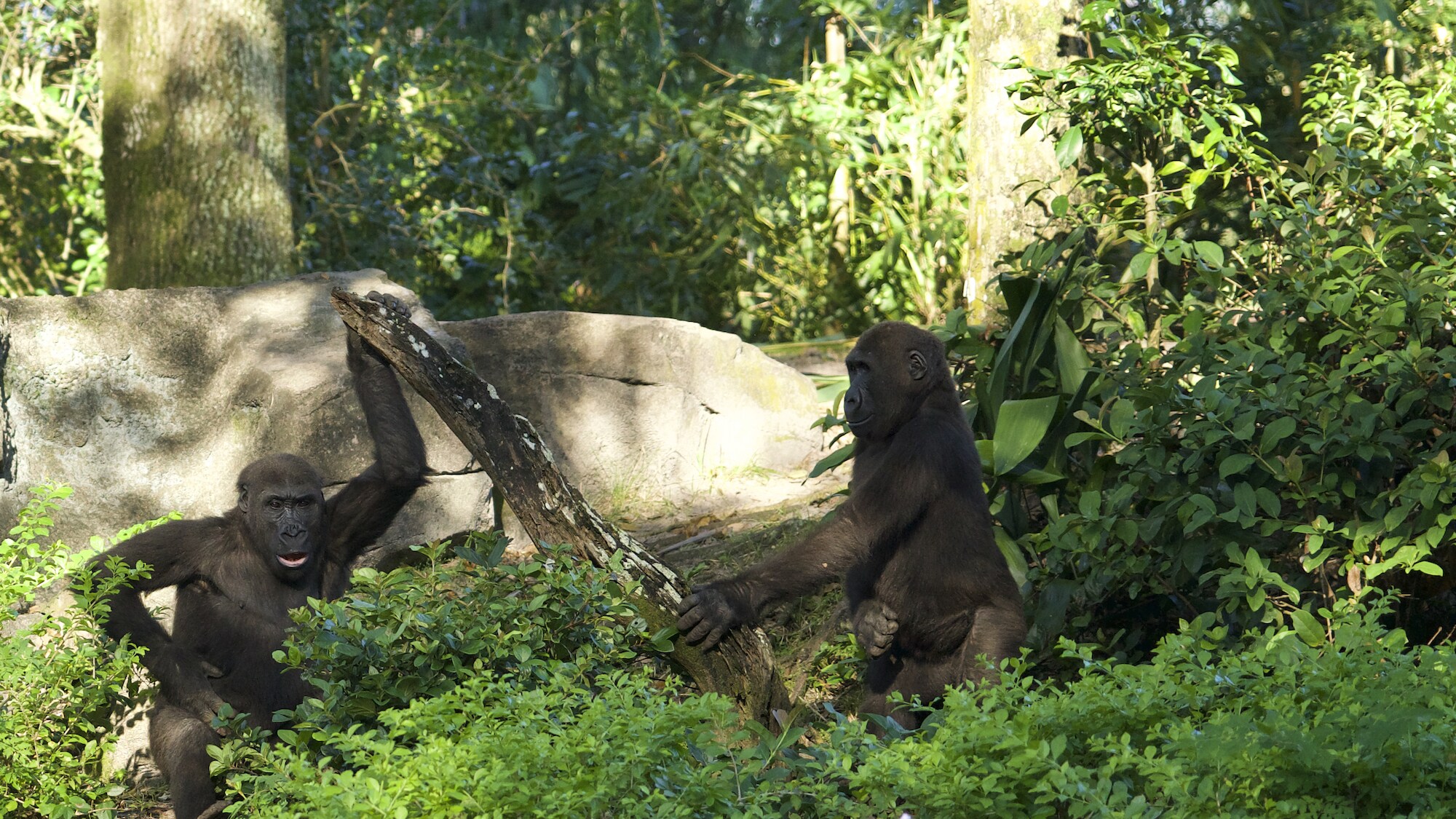 Cory and Flint, Western Lowland Gorillas. (Disney)