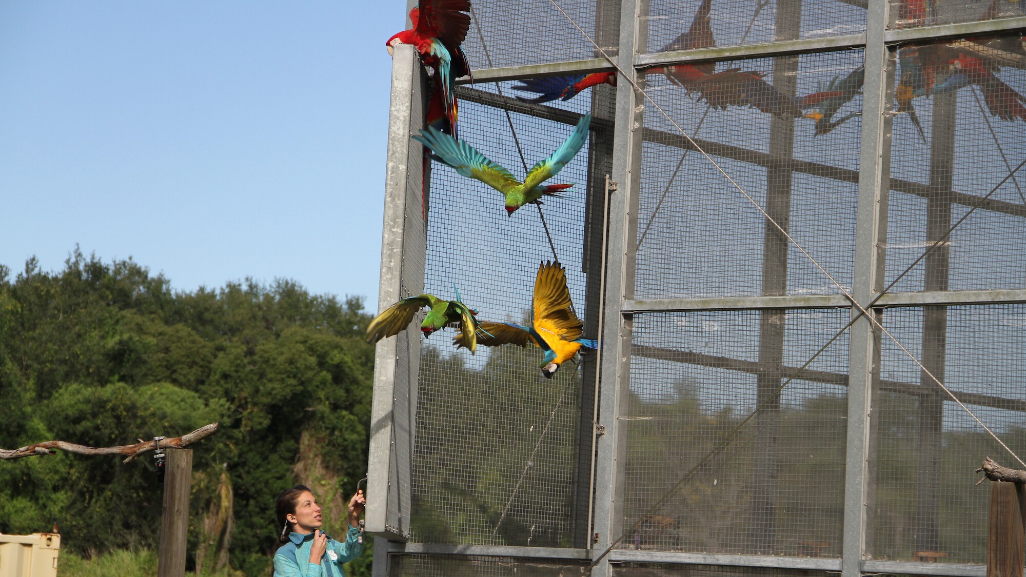 Keeper releases Macaws for training. (Disney)