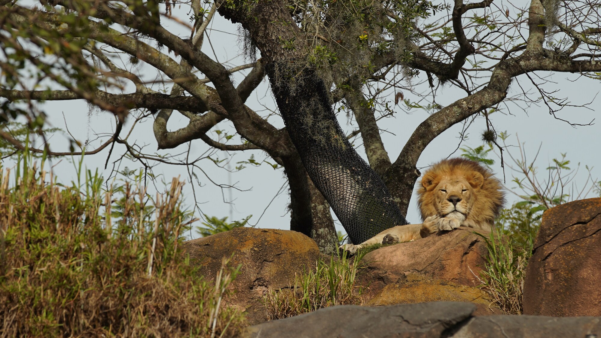 Dakari the male lion rests on the savannah at the Harambe Wildlife Reserve. (Disney)