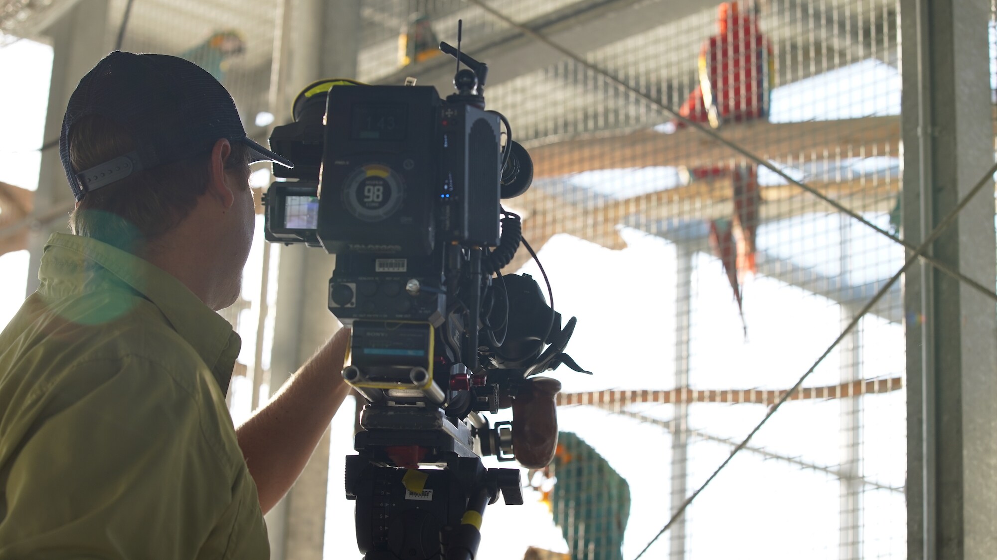 Production team film Macaws in the backstage area of Animal Kingdom. (Disney)