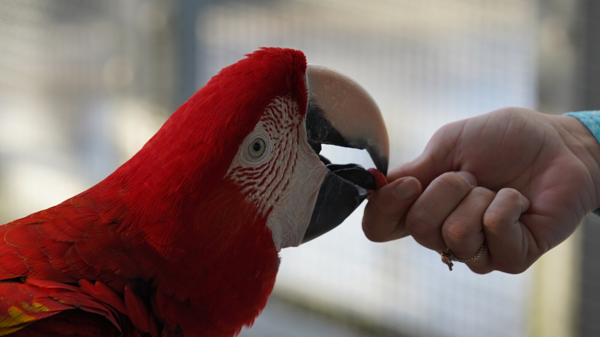 A keeper feeds a scarlet macaw. (Disney)