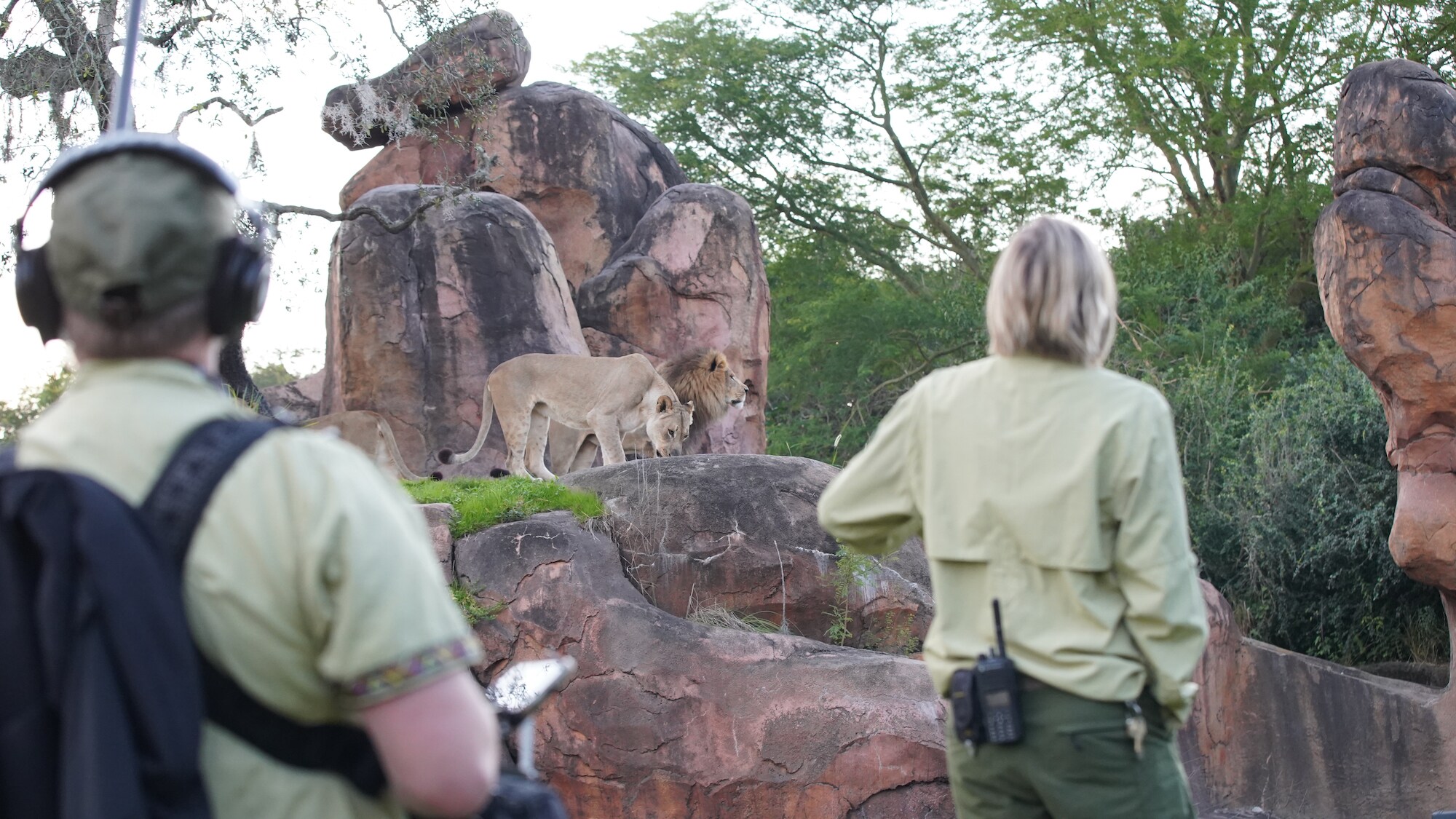 Production team and keeper observing lions Kinsey and Dakari. (Disney)