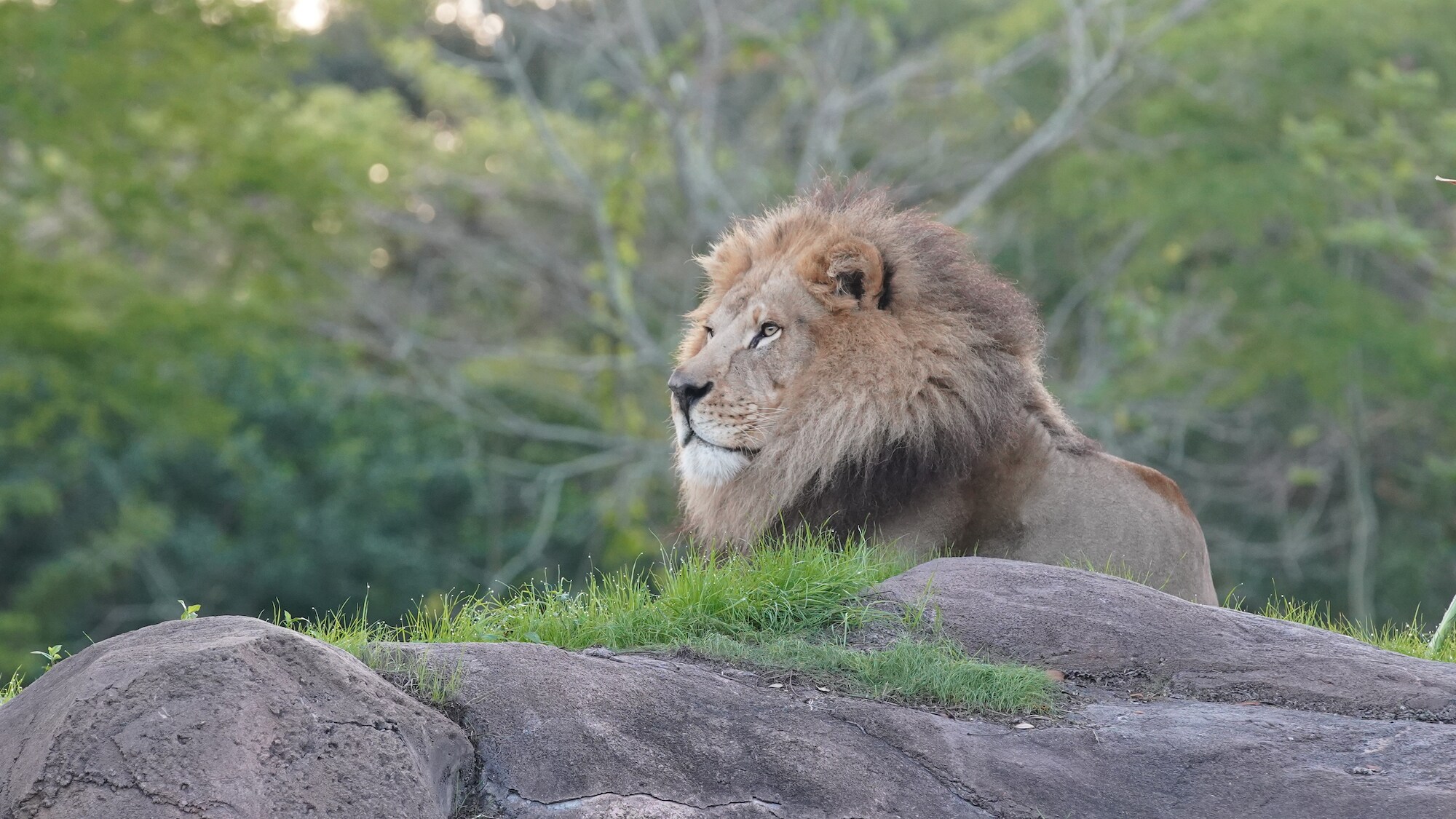 Dakari the male lion overlooks the savannah at the Harambe Wildlife Reserve. (Disney)