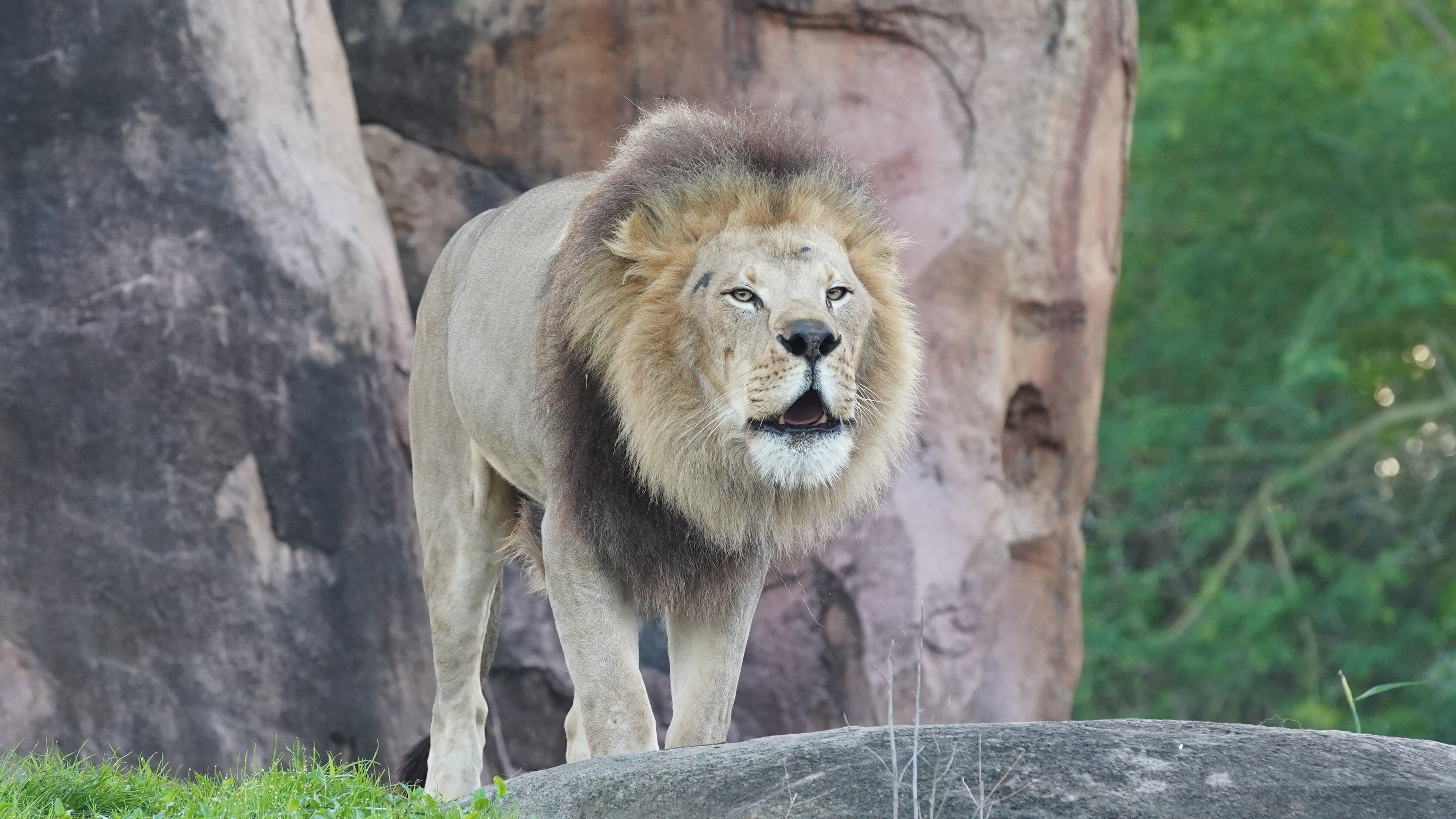 Dakari, the male lion, roars. (Disney)