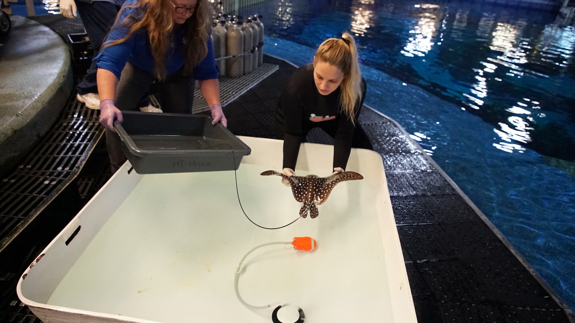 Hilo, the newly born Spotted Eagle Ray, is lowered into anesthesia by aquarists. Hilo has stopped eating and requires assisted feeding. (Disney)