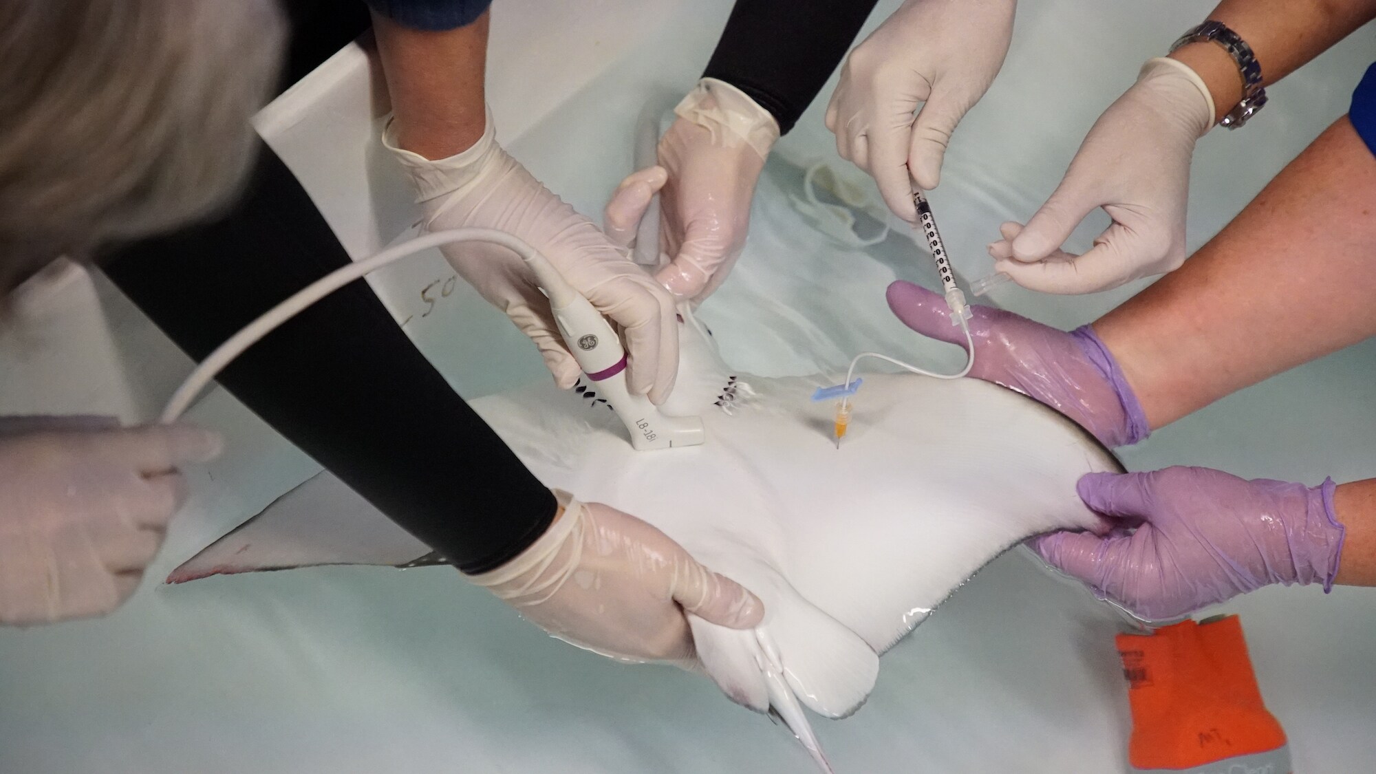 Hilo, the newly born Spotted Eagle Ray, receives assisted feeding as he has stopped eating and is losing weight. (Disney)