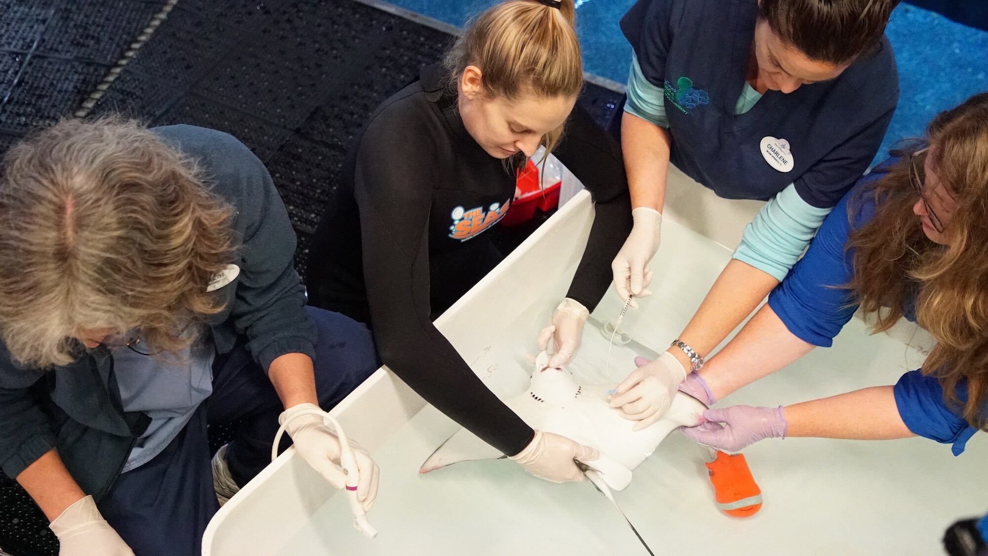 Hilo, the newly born Spotted Eagle Ray, is administered assisted feeding as he has stopped eating and is losing weight. (Disney)