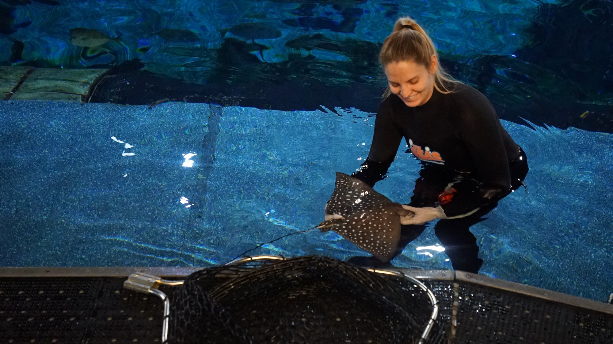 The newly born Spotted Eagle Ray, as he recovers from anesthesia. (Disney)