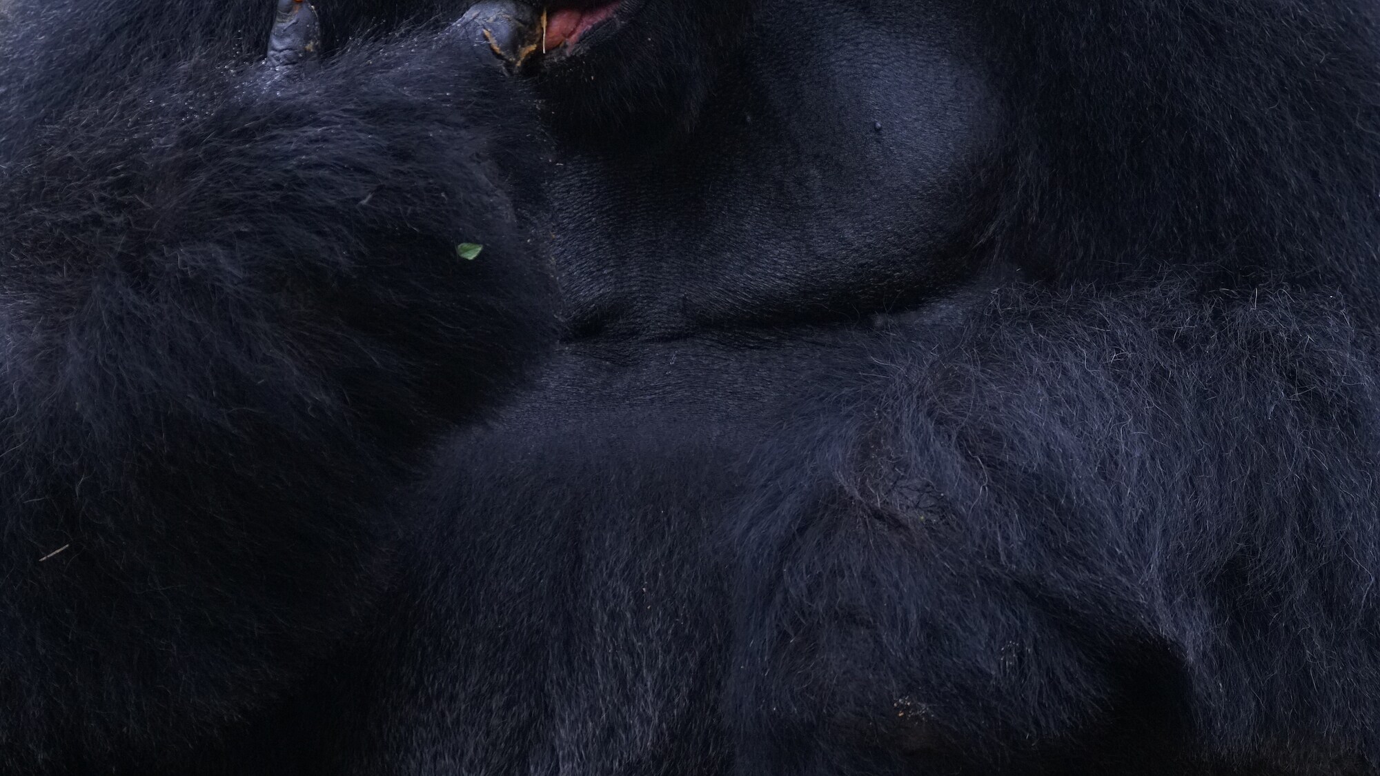 Gino the Western Lowland Gorilla eats his birthday cake for his 39th birthday. (Disney)