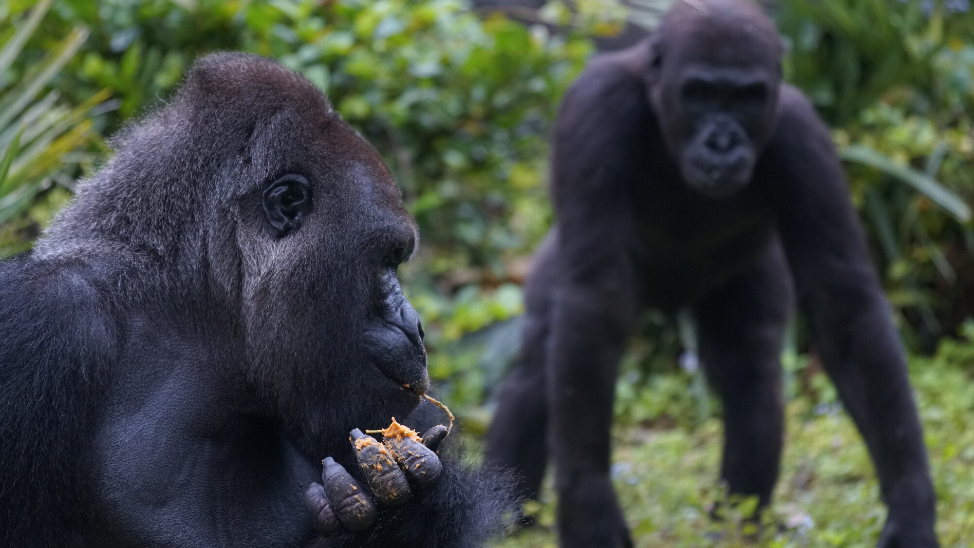 Cory the Western Lowland Gorilla looks as Gino eats his birthday cake. (Disney)