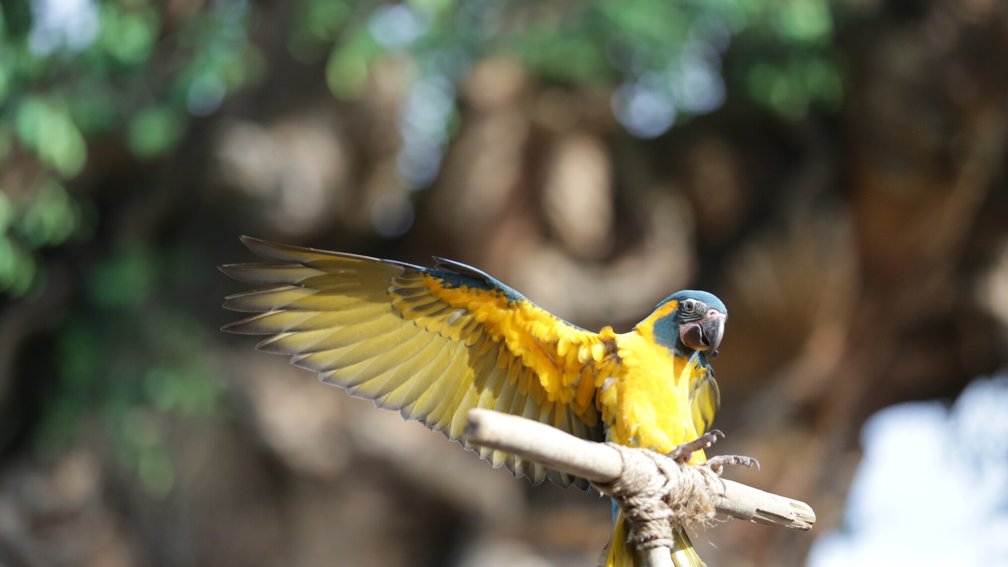 Blue-throated macaw Mia lands on perch at Winged Encounters – The Kingdom Takes Flight. (Disney)