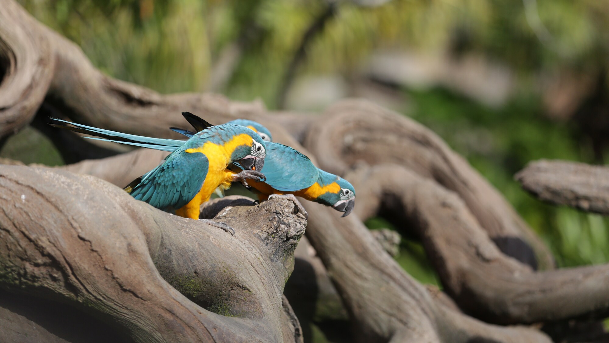 Blue-throated macaws Mia and Primrose at Winged Encounters – The Kingdom Takes Flight. (Disney)