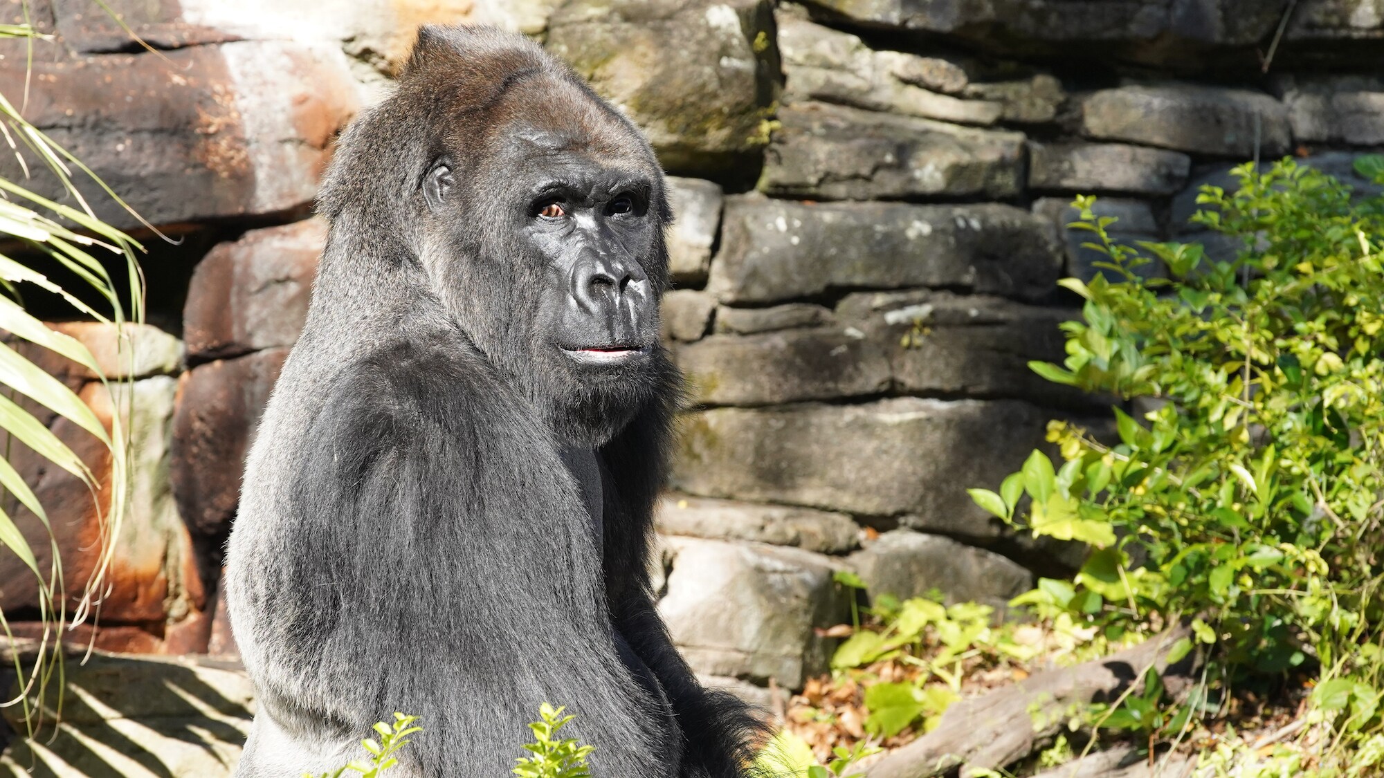 Gino the Western Lowland Gorilla. (Disney)