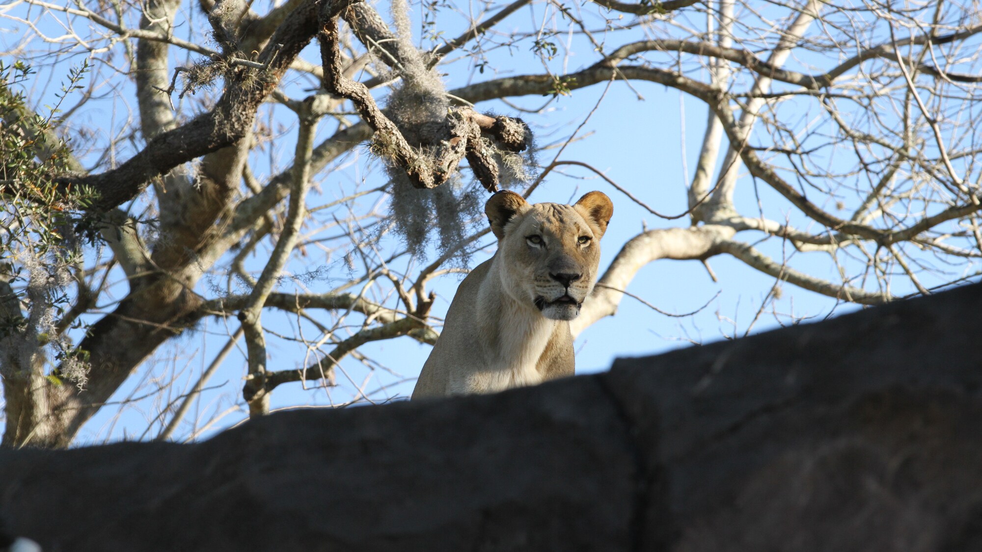 Kamari the lioness. (Disney)