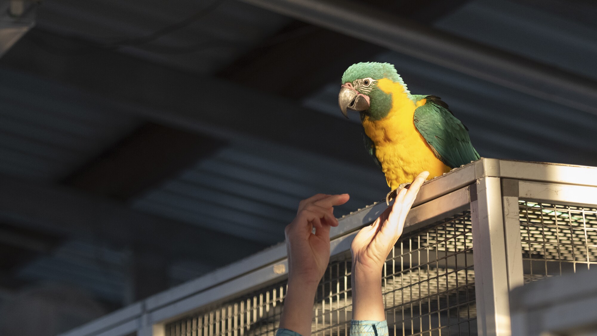 Primrose the Baby Blue Throated Macaw and keeper's hands. (Charlene Guilliams/Disney)