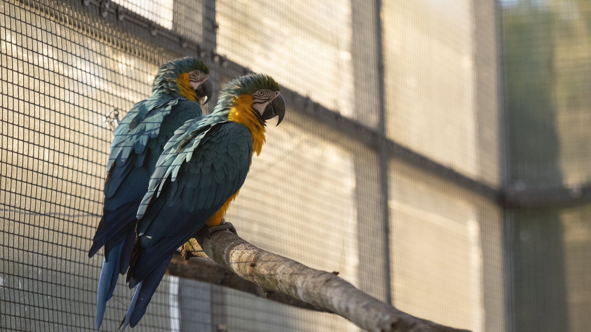 Baracus and Money Blue and Gold Macaws sitting on a branch. (Charlene Guilliams/Disney)