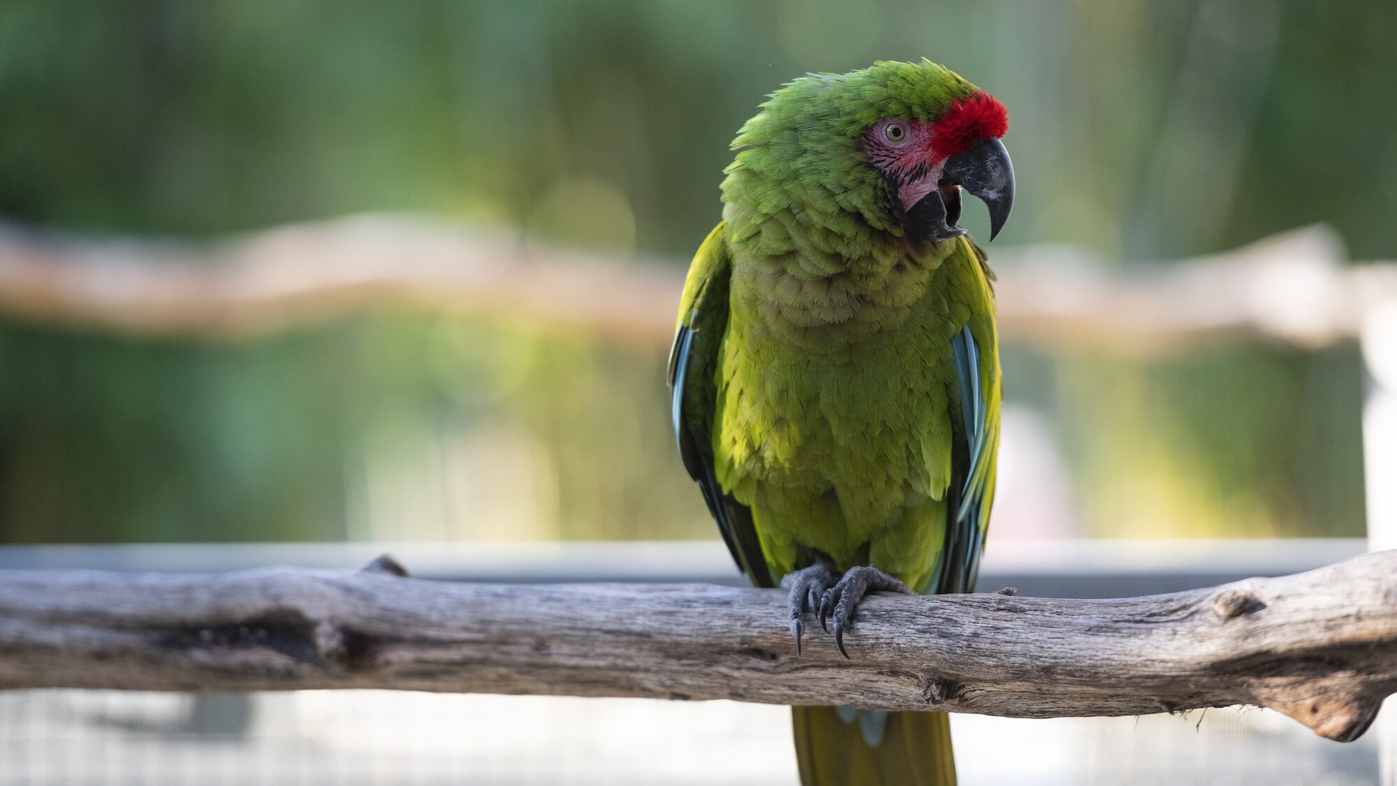 Mia and Primrose Blue Throated Macaws sitting on a branch. (Charlene Guilliams/Disney)