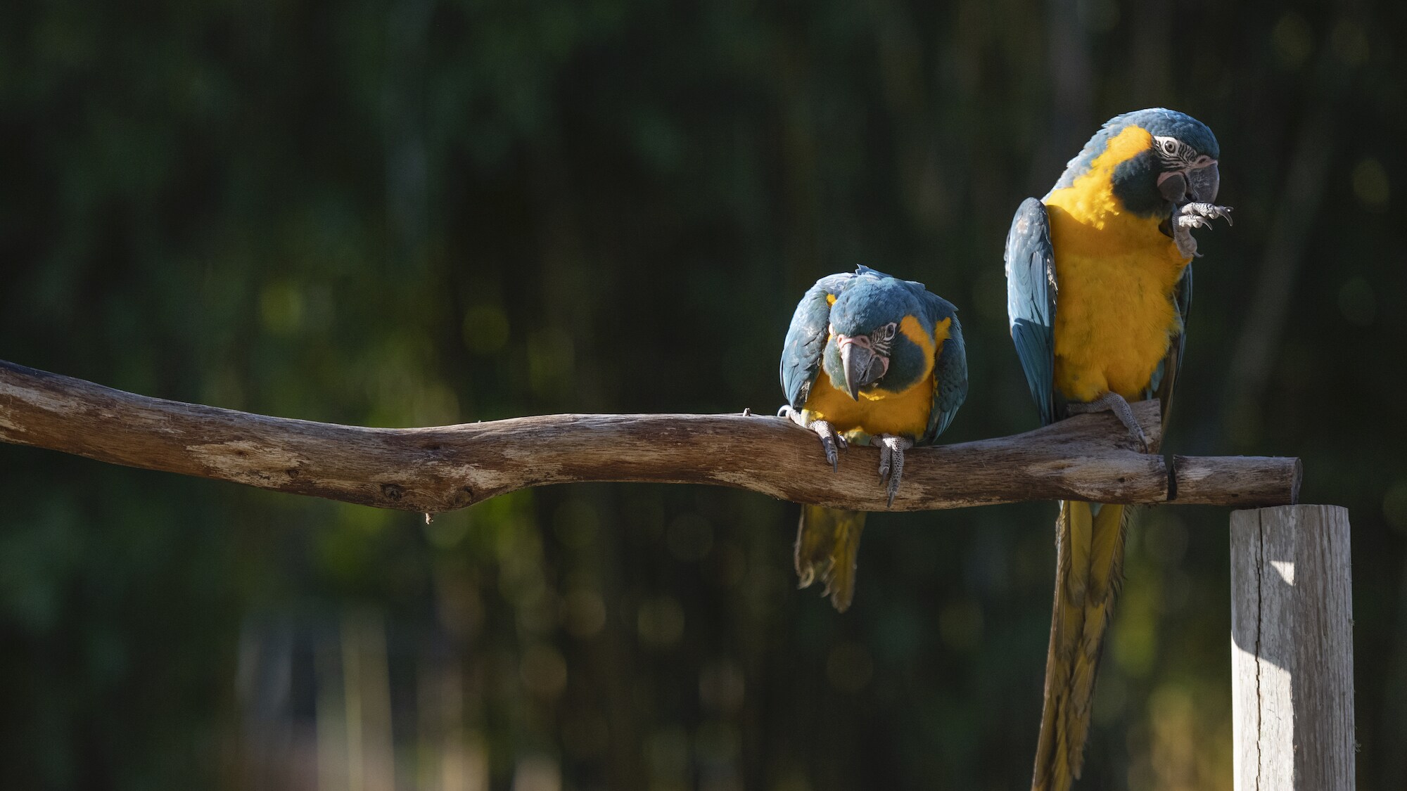 Mia and Primrose Blue Throated Macaws sitting on a branch. (Charlene Guilliams/Disney)