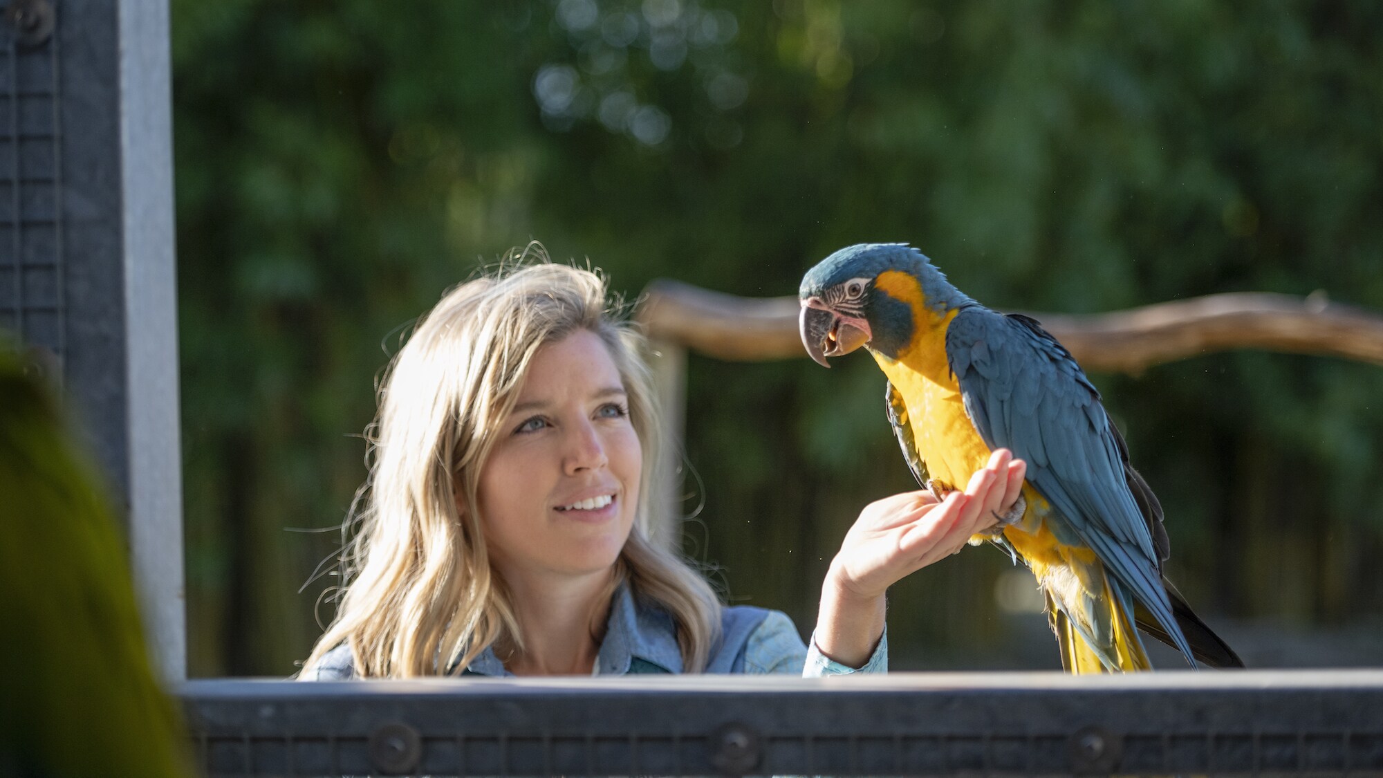 Primrose the Blue Throated Macaw. (Charlene Guilliams/Disney)