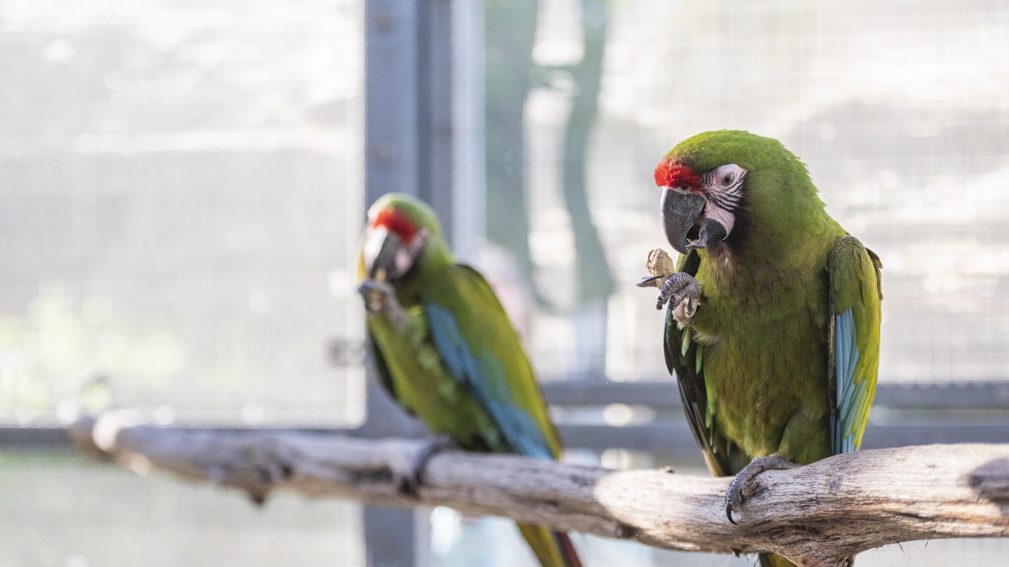 Willow and Koa Military Macaws sitting on a branch. (Charlene Guilliams/Disney)