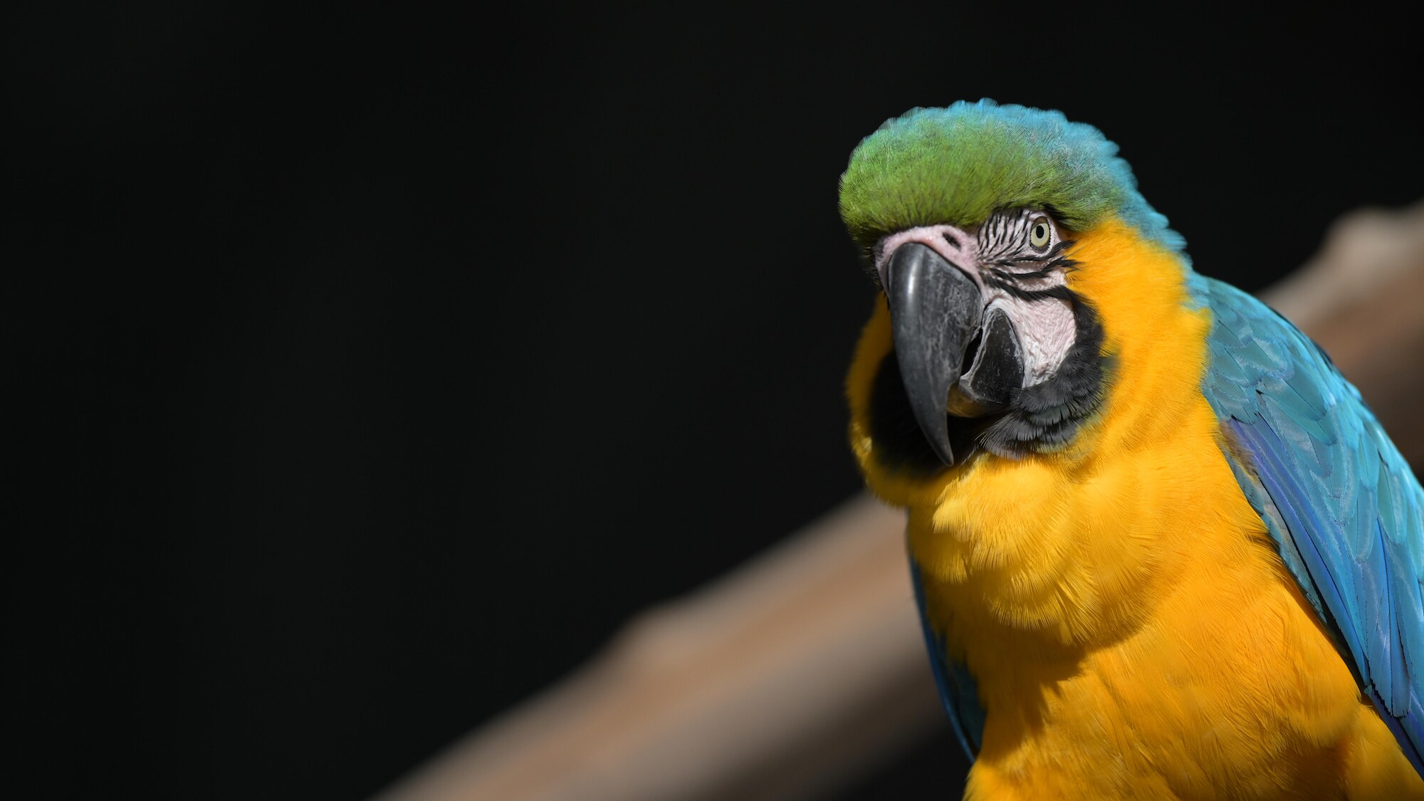 Castle, a Blue and Gold Macaw. (Charlene Guilliams/Disney)