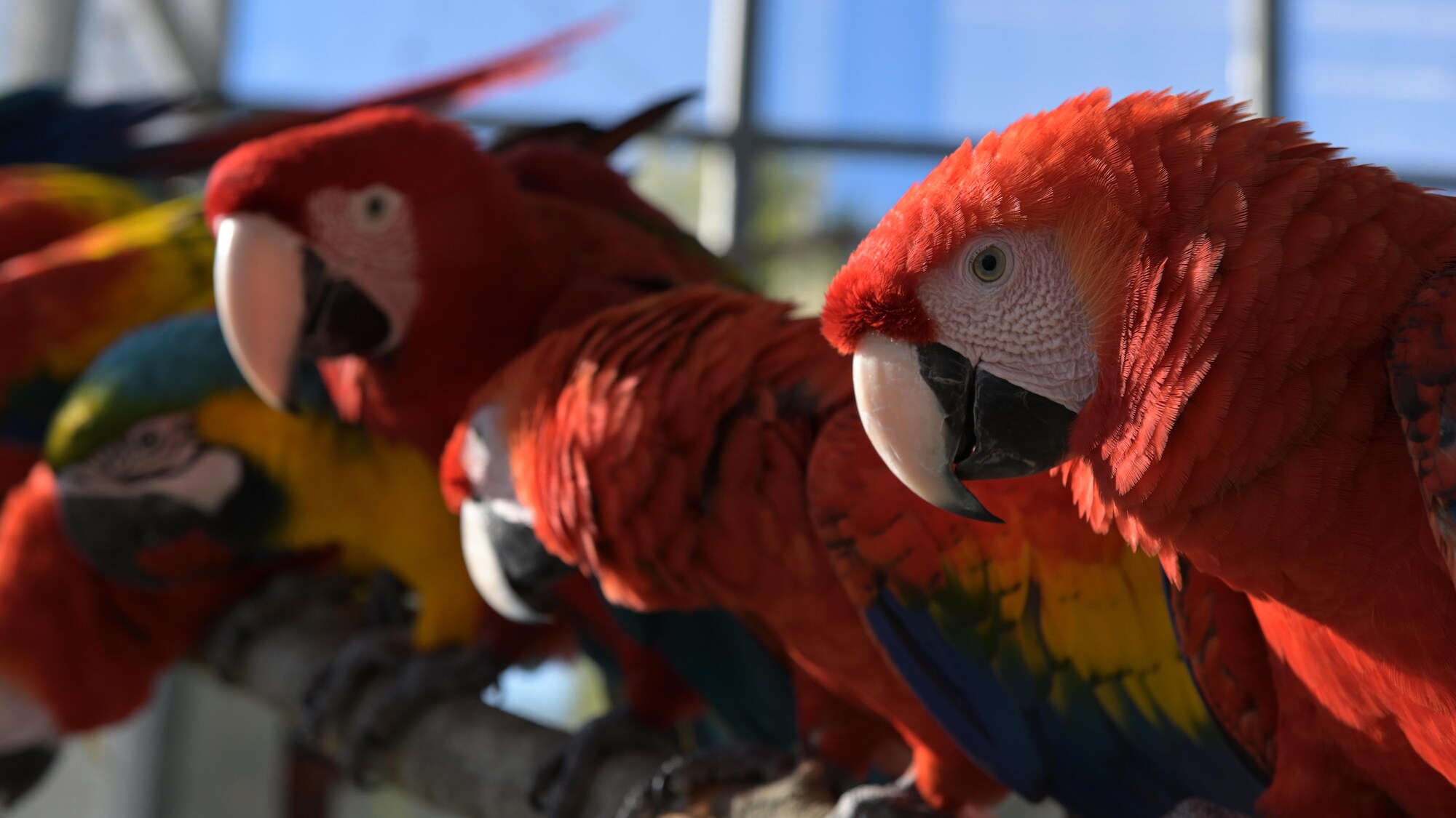 Jayne Scarlet Macaws and other Macaws sitting on branch. (Charlene Guilliams/Disney)