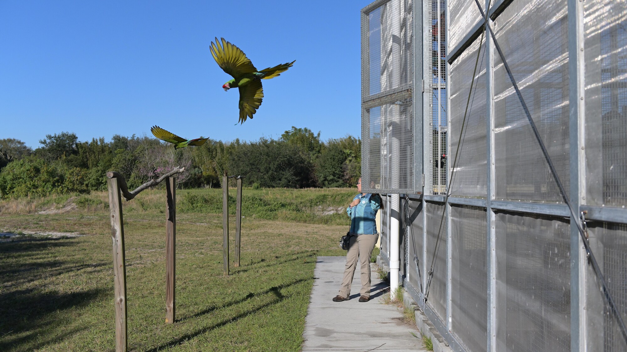 Arbor Military Macaw flies into the sky. (Charlene Guilliams/Disney)