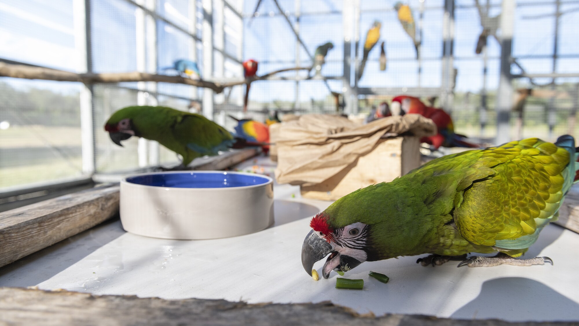 Willow a Military Macaw eating with unknown Macaws in background. (Charlene Guilliams/Disney)