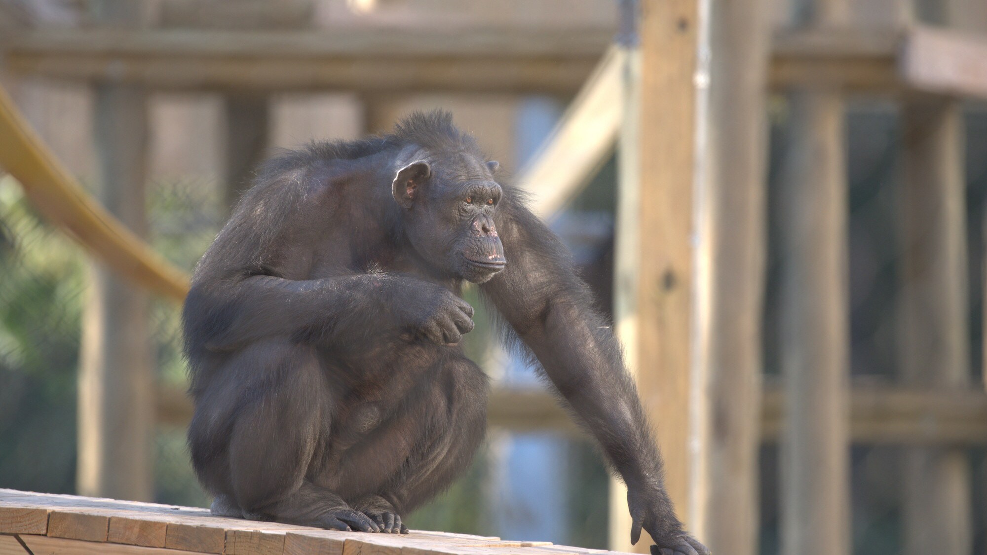 Nina, high-ranking female in Slim's group sat on wooden platform. (Chimp Haven)