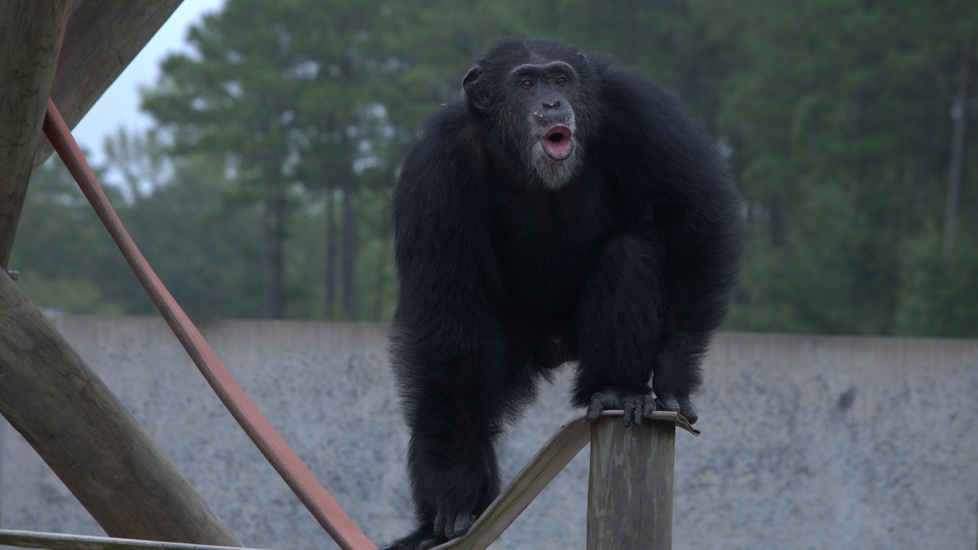 Henry stands on a wooden post, calling to the other chimps. Donovan's group. (Karalee Scouten/Chimp Haven)