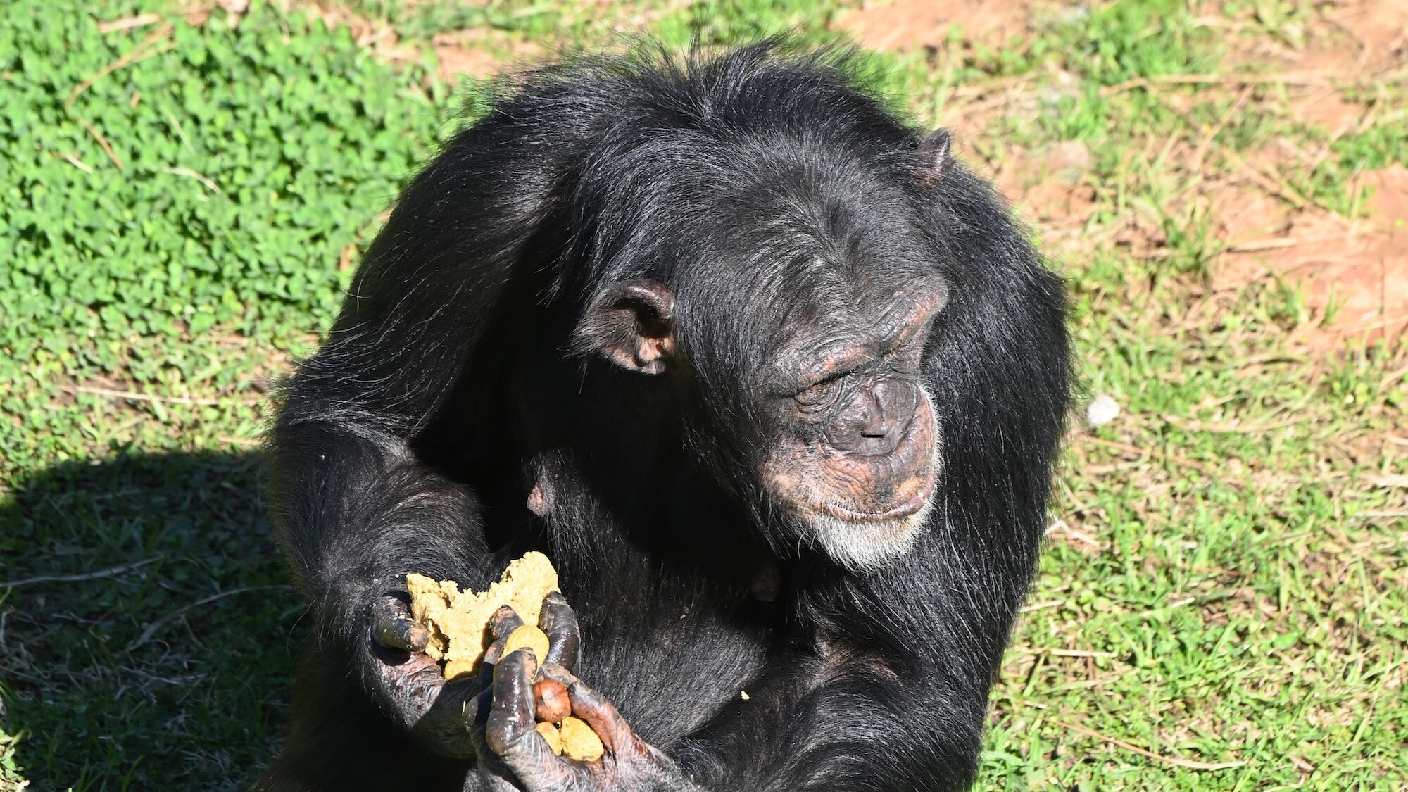 Arden with handful of food. Sara Soda's group. (National Geographic/Virginia Quinn)