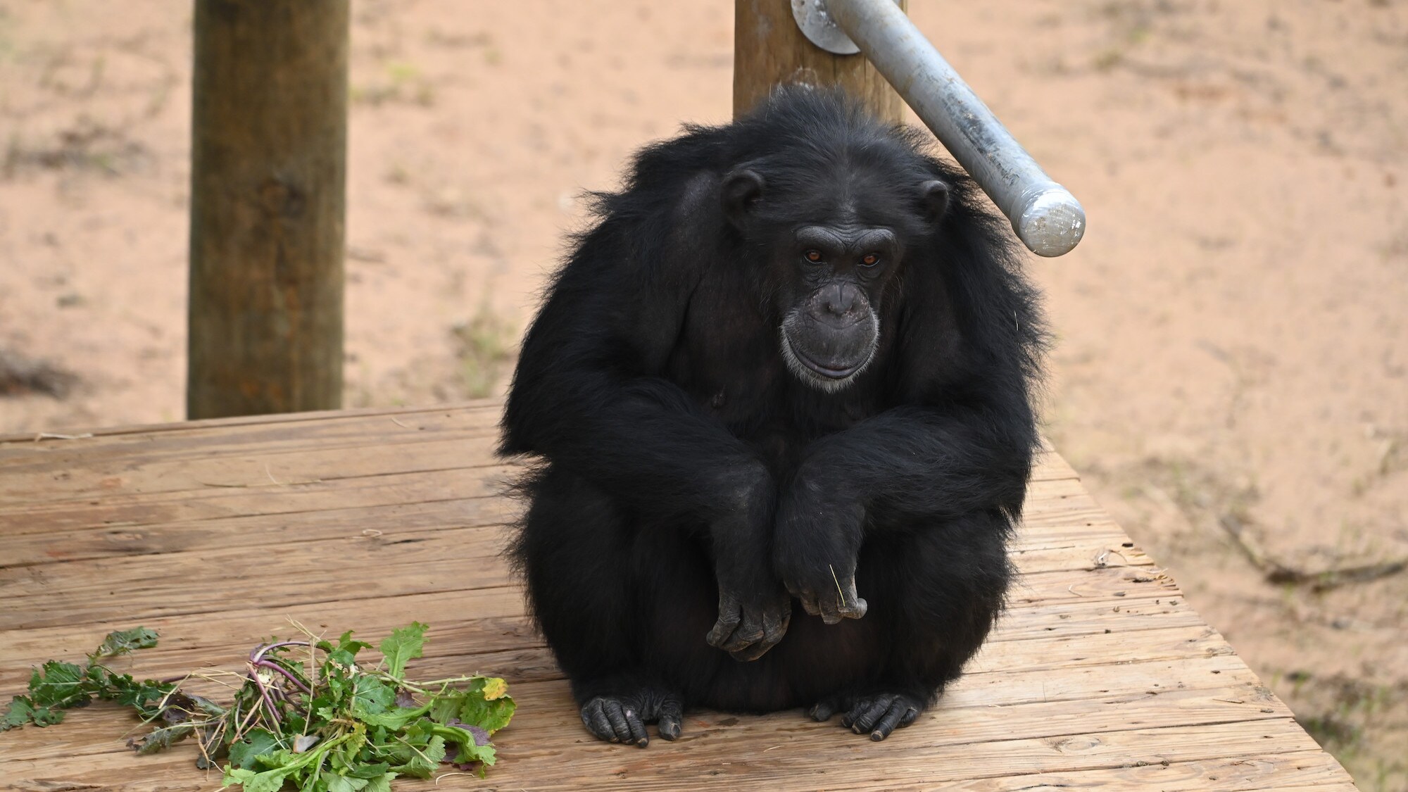 Baby sat under metal pole on wooden platform - looking ahead. (National Geographic/Virginia Quinn)
