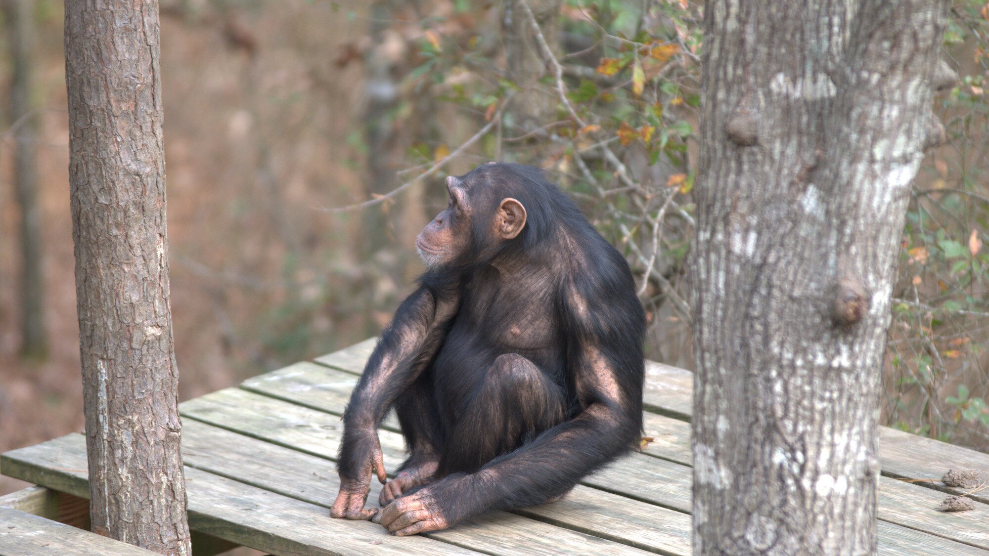 Valentina Rose sitting on wooden platform. Sara Soda's group. (Nicholas Chapoy)