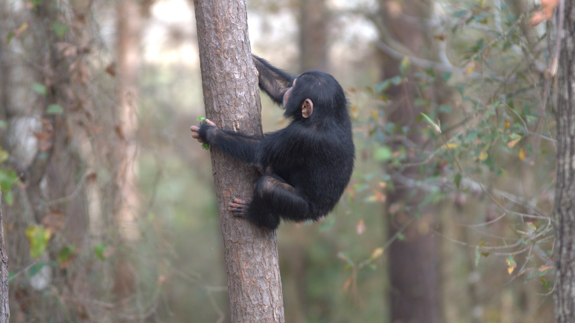 Baby Carlee of Sara Soda's group, climbing a tree with a handful of food. (Nicholas Chapoy)
