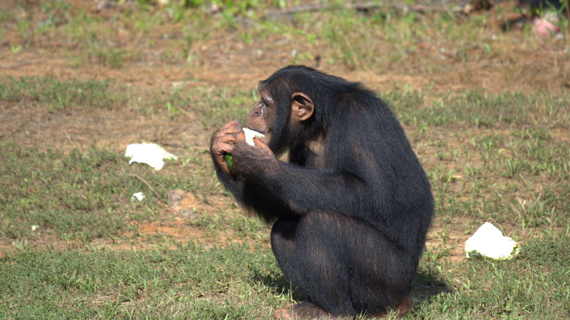 Natalie eating some cabbage. Sara Soda's group. (National Geographic/Virginia Quinn)