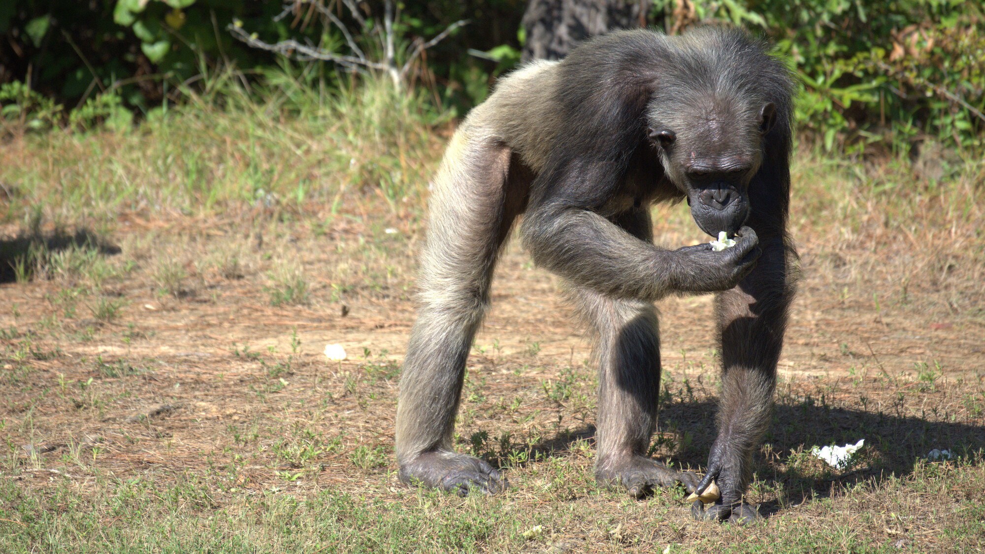 Flora foraging for food. Sara Soda's group. (National Geographic/Virginia Quinn)