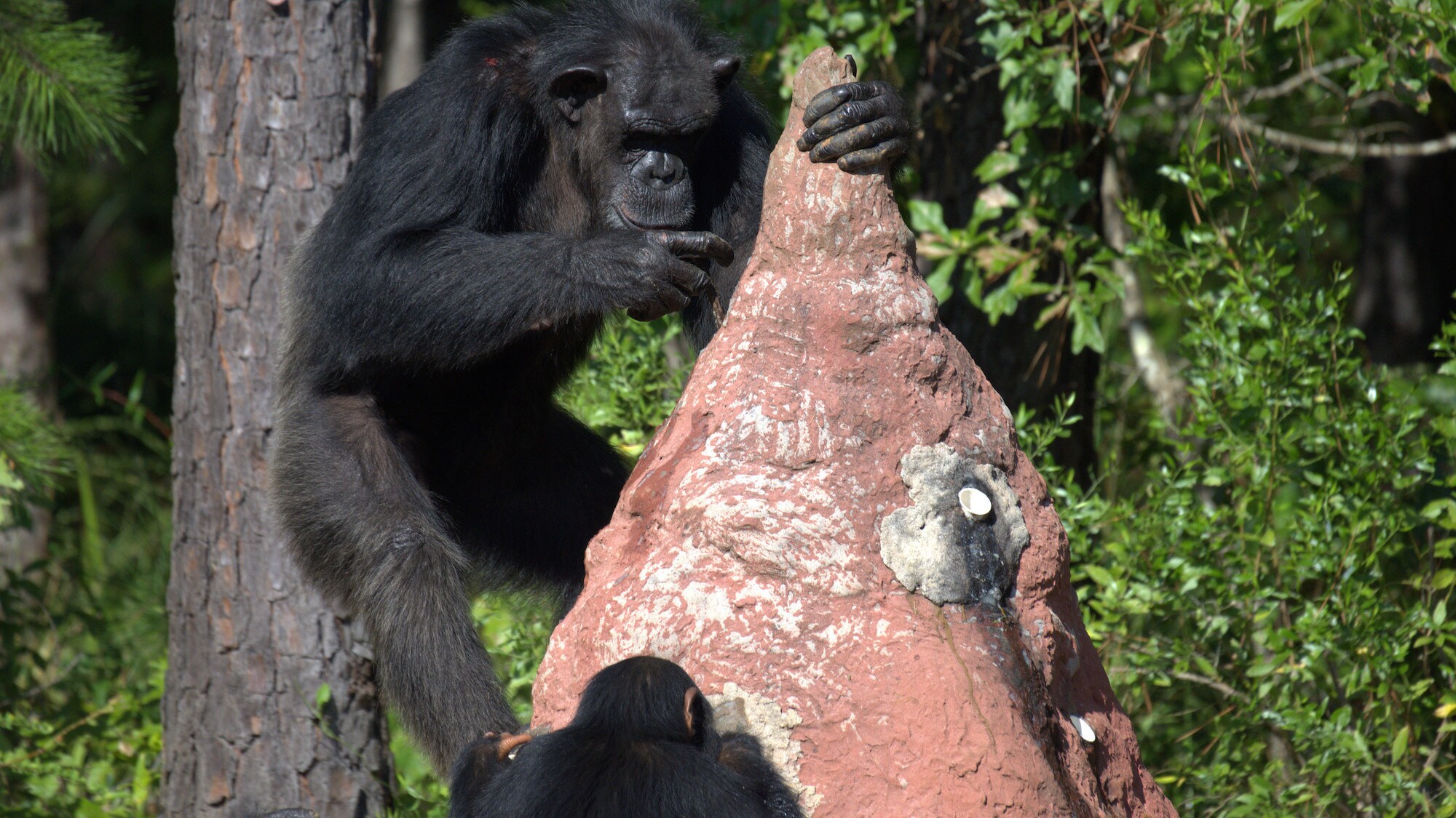 Muffy and Carlee at the termite mound fishing for apple sauce. Sara Soda's group. (National Geographic/Virginia Quinn)