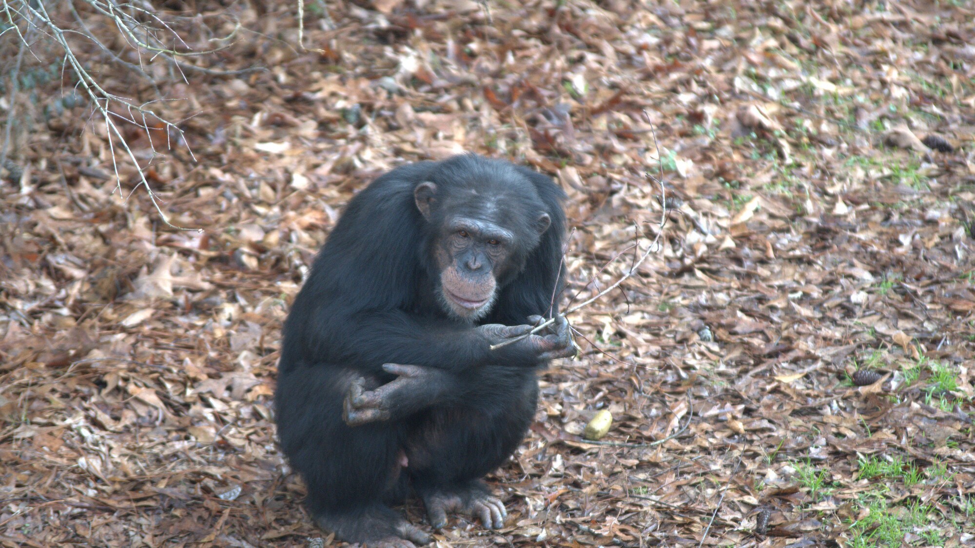 Jimmy Dean sits amongst the leaves. Sara Soda's group. (Nicholas Chapoy)