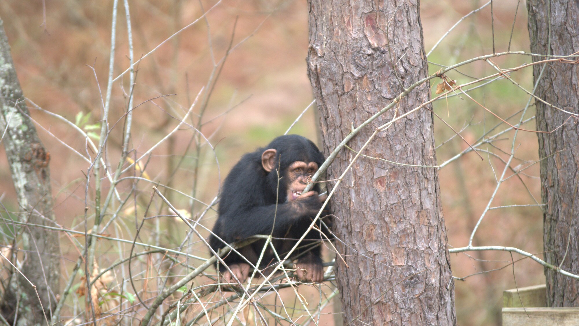 Baby Carlee gnawing a branch. Sara Soda's group. (Nicholas Chapoy)
