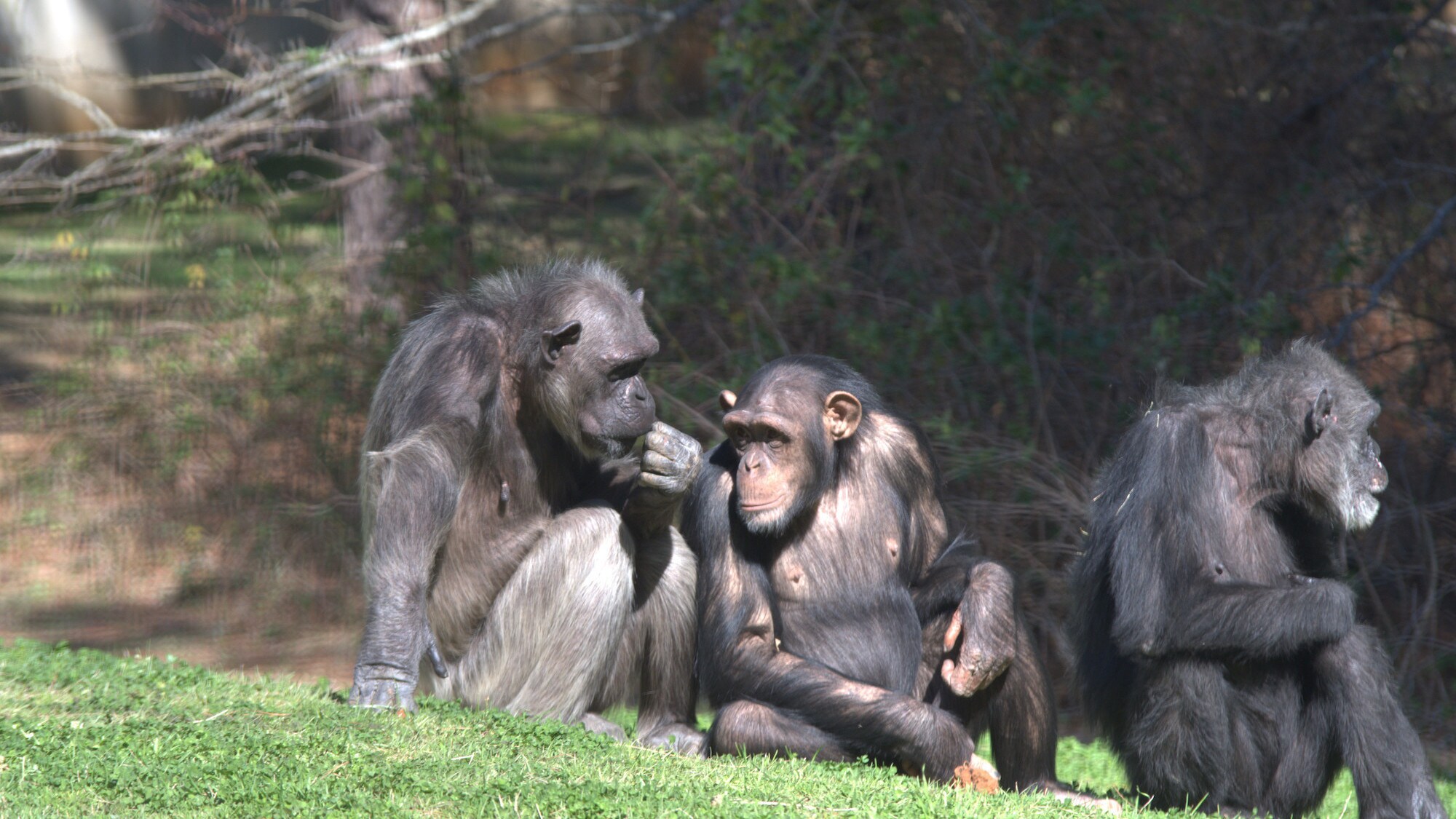 Flora sat with two other chimps. Sara Soda's group. (Nicholas Chapoy)