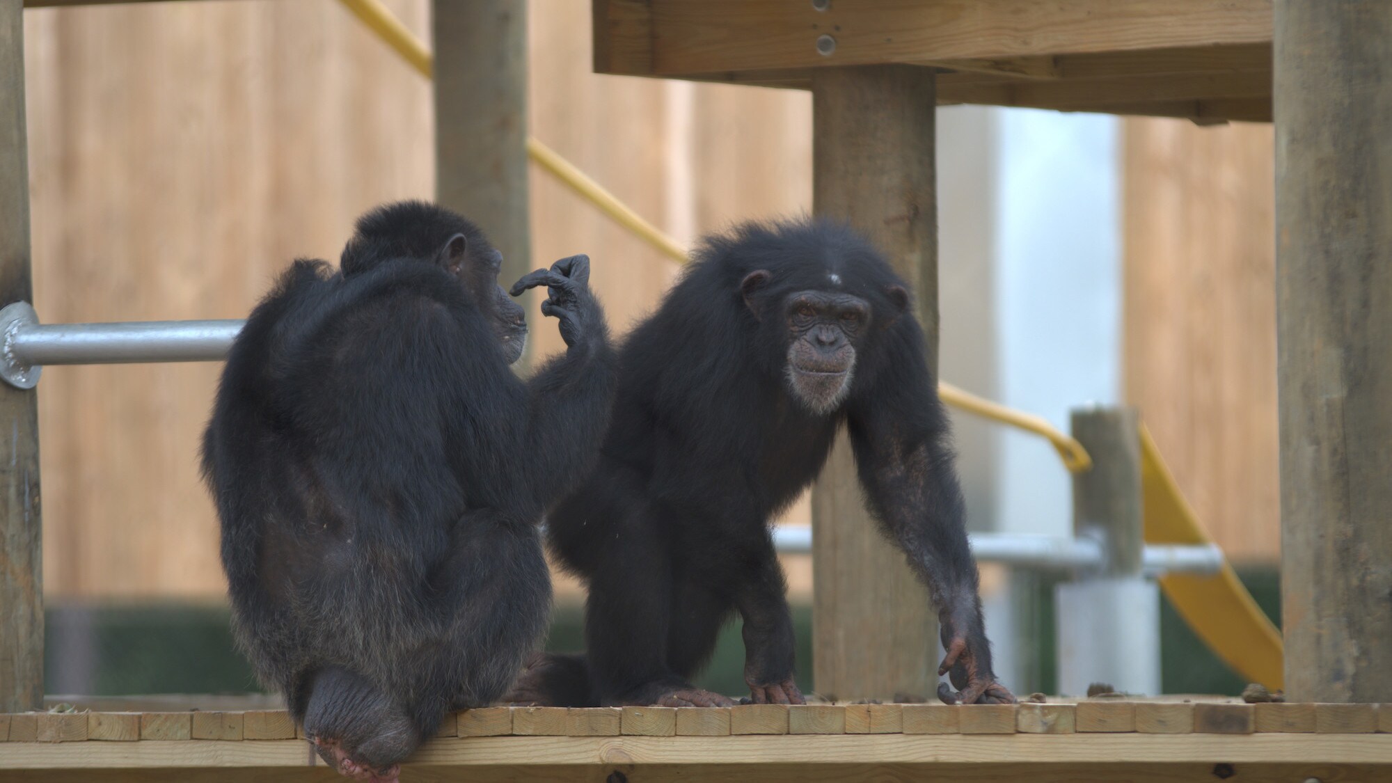 Onyx looking towards camera from a wooden climbing platform. Bumble has their back to the camera. Slim's group. (Nicholas Chapoy)