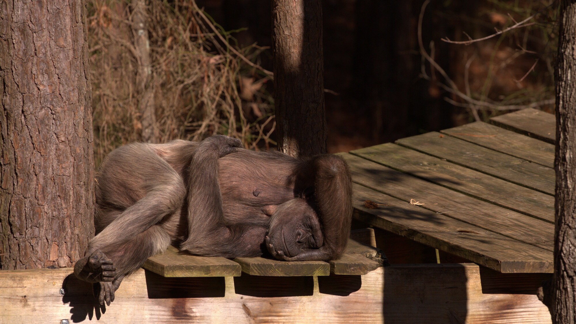Flora resting on wooden platform. Sara Soda's group. (Jack Chapman)