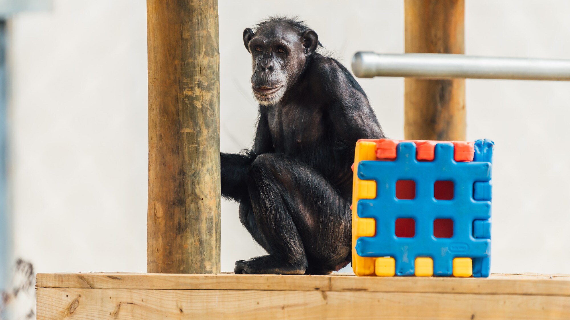 India sits on a wooden platform, holding onto the post. Sparky's group. (Karalee Scouten/Chimp Haven)