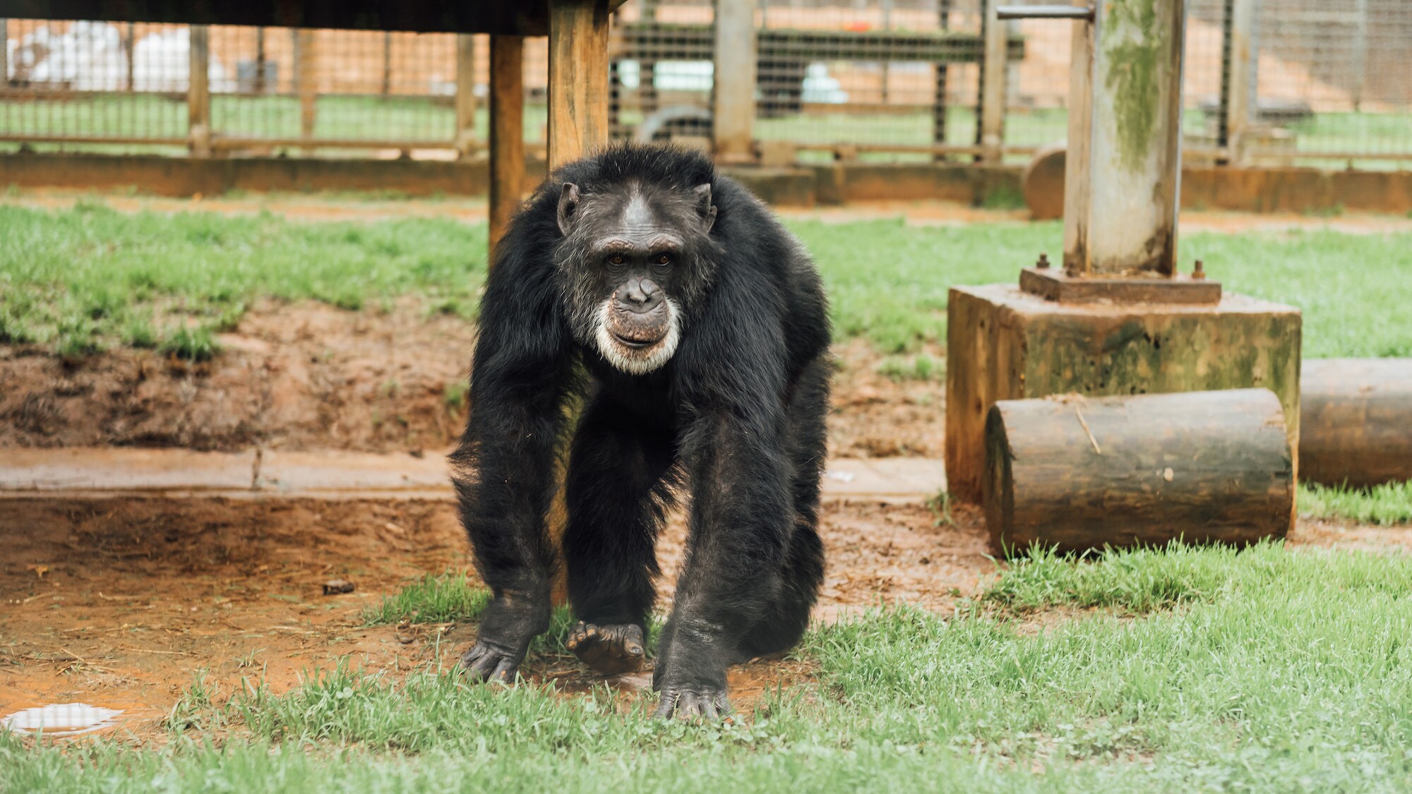 Sparky walking on all fours towards the camera. (Chimp Haven/KARALEE SCOUTEN)