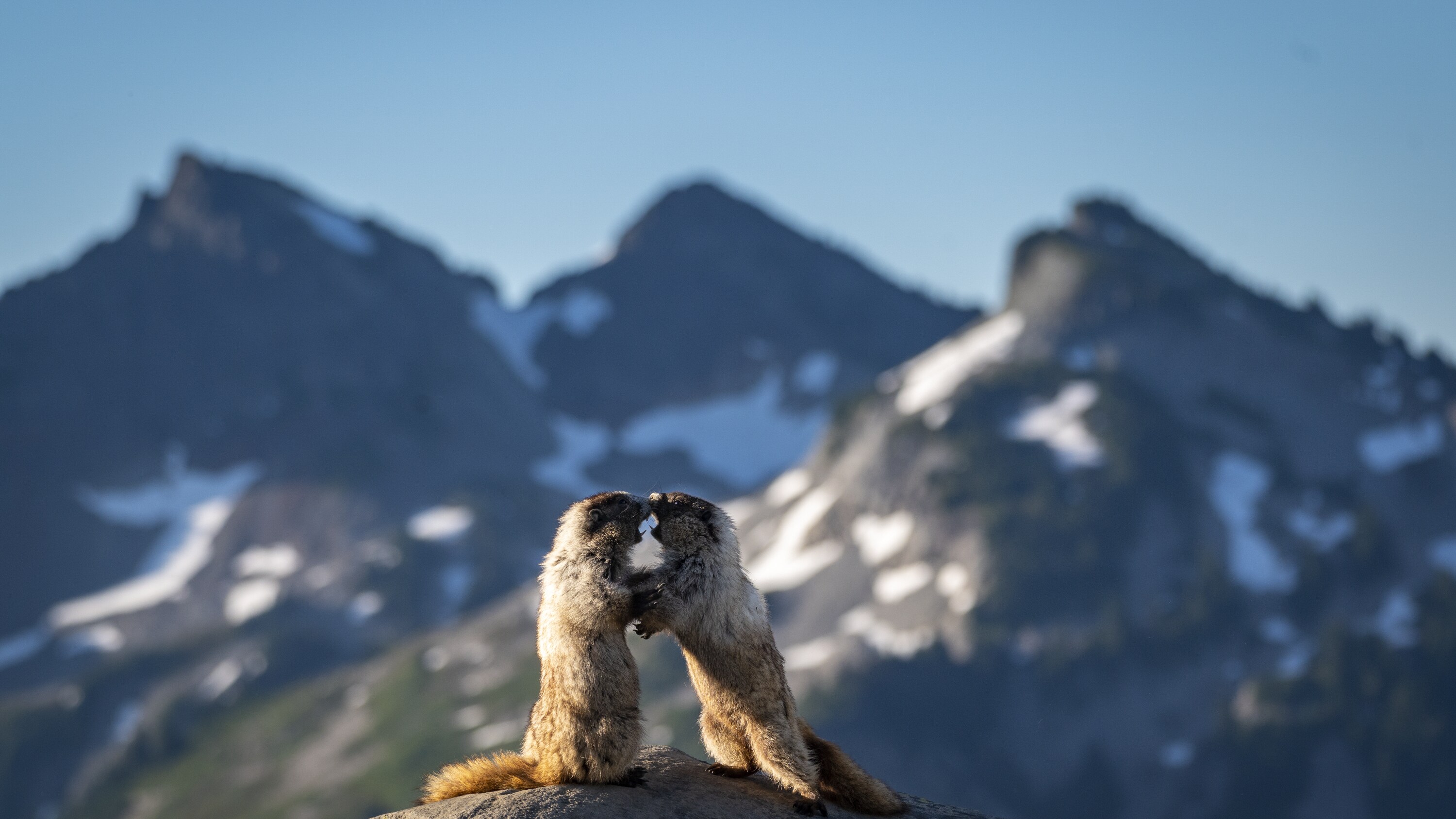 Marmots spar with each other, fighting over the best flowers on the slopes of Mount Rainier. (National Geographic for Disney+/Taylor Gray)